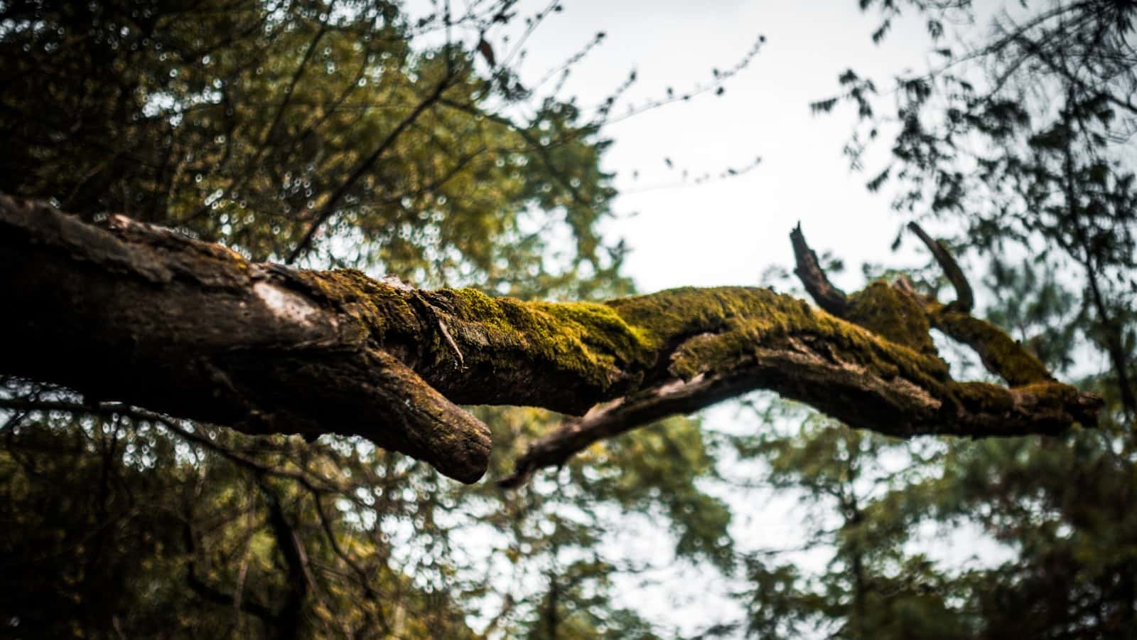 How Storm-Damaged Trees Affect Homeowners Insurance