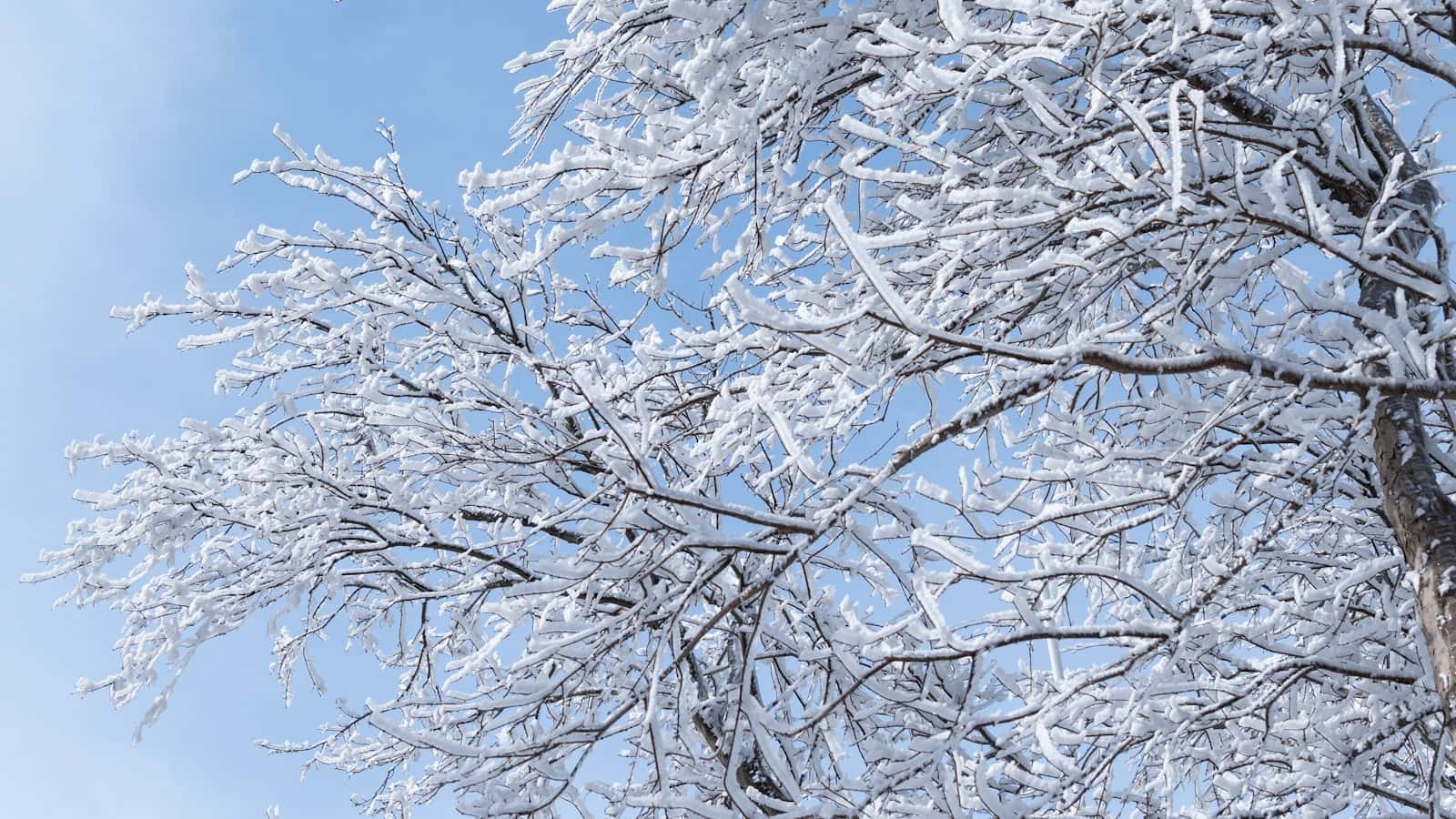 Should You Remove a Tree Before Selling Your House?