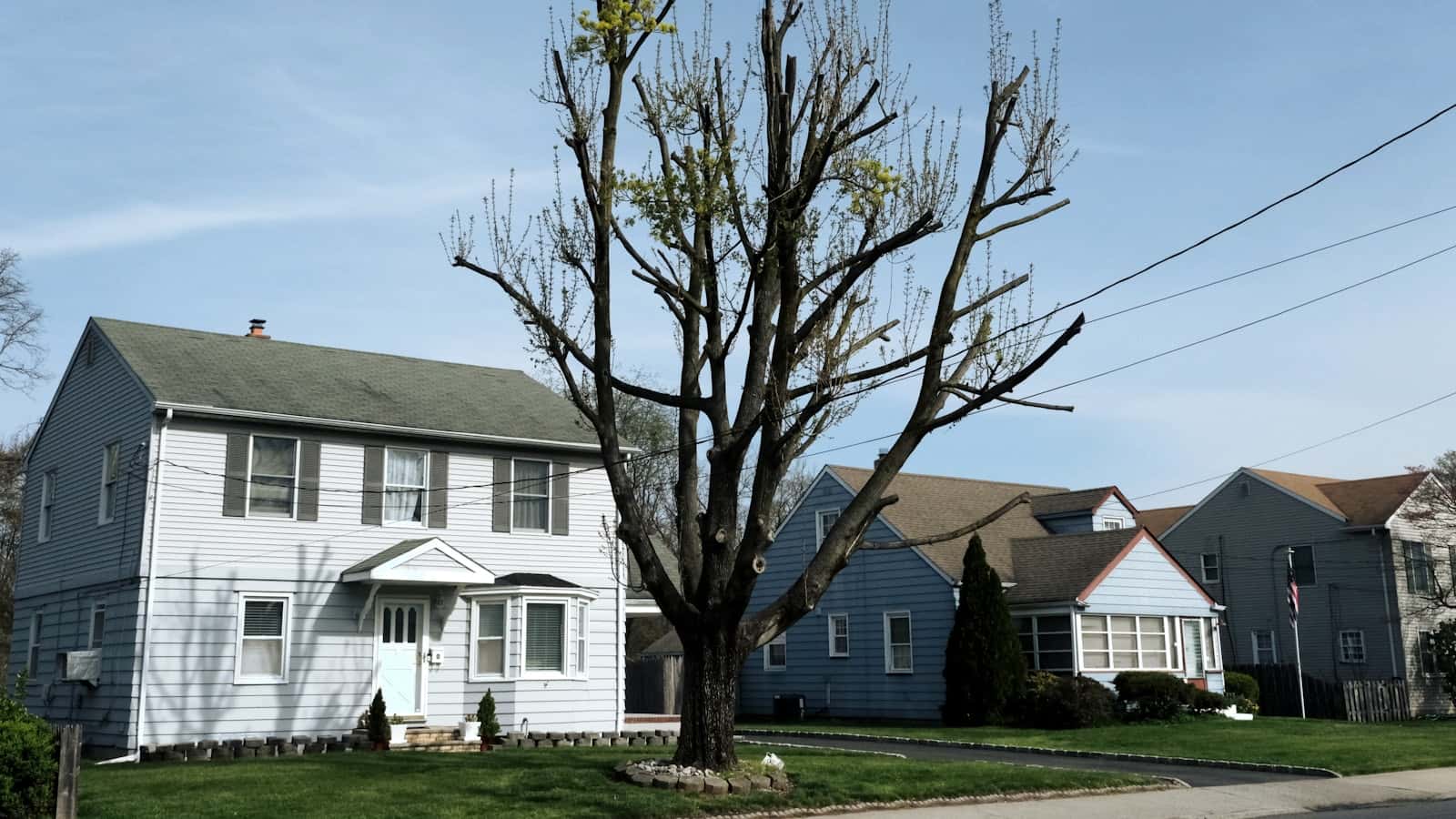Can a Dead Tree Fall in Winter? Buffalo Safety Guide