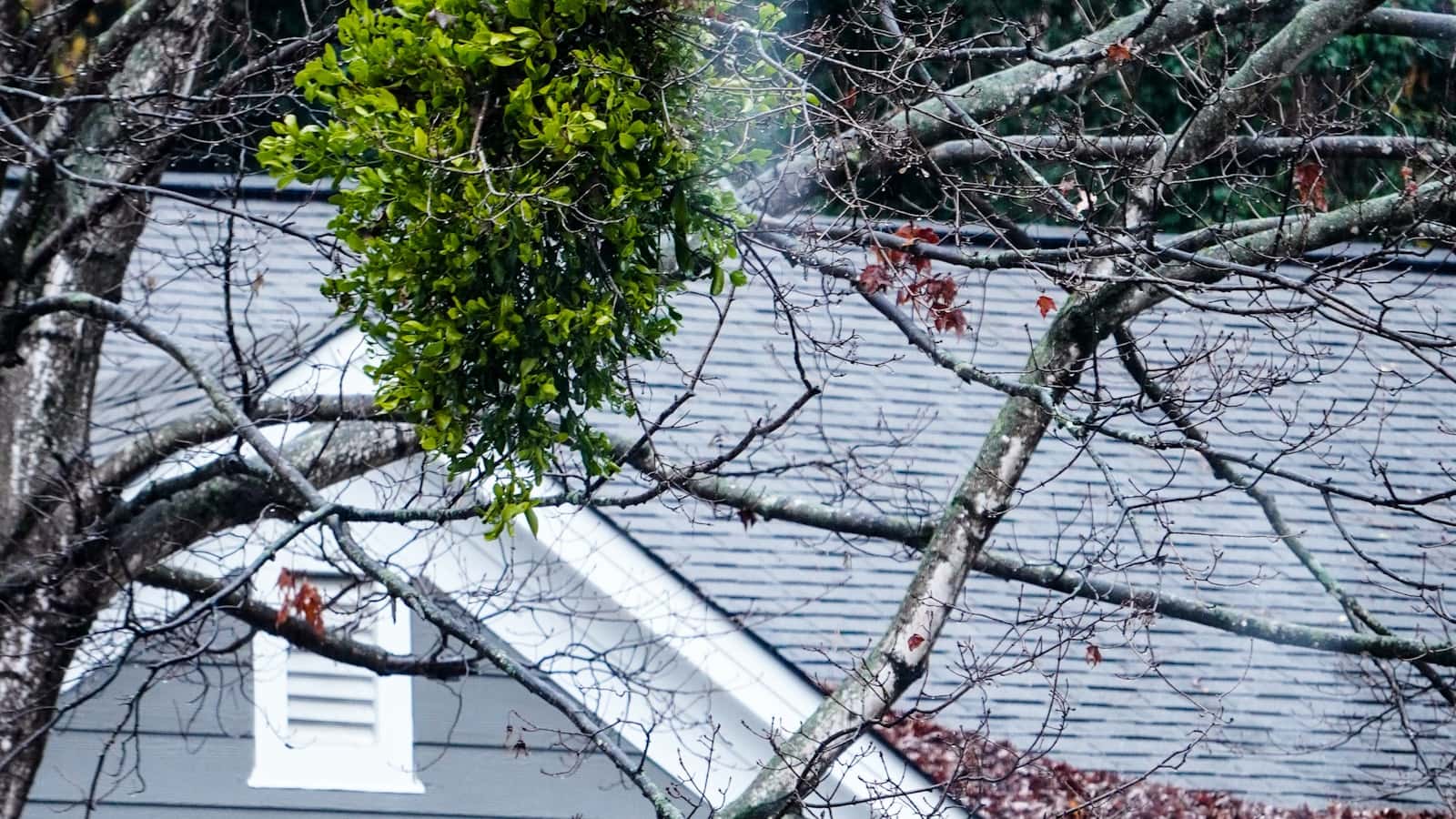 Is a Leaning Tree Dangerous? Buffalo Homeowner Guide