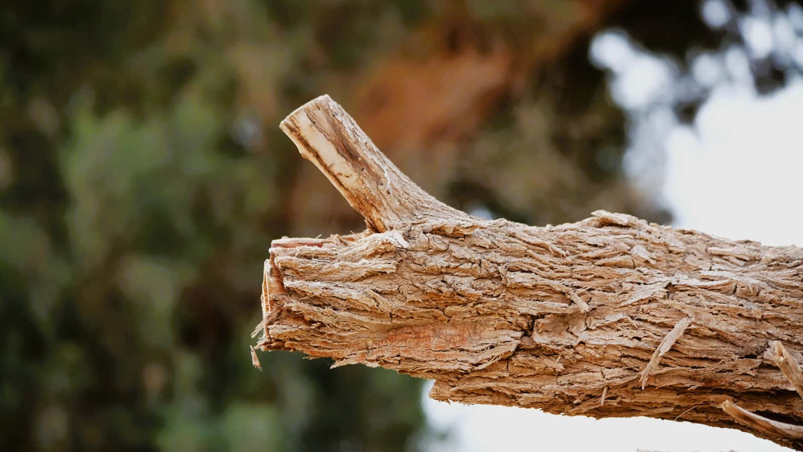 Tree Too Close to Your House? Remove, Trim, or Monitor