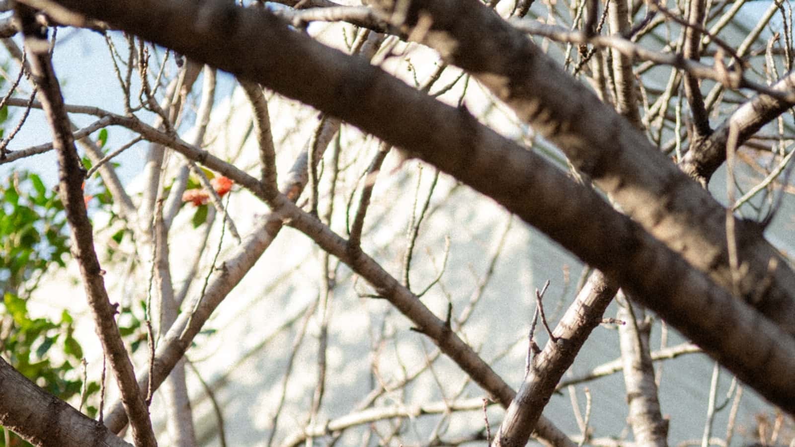 Best Time of Year to Remove a Tree in Buffalo NY