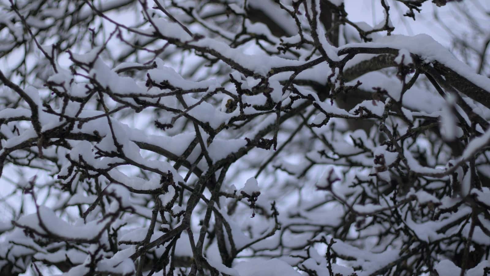 Why Dead Ash Trees Are Dangerous in Buffalo NY