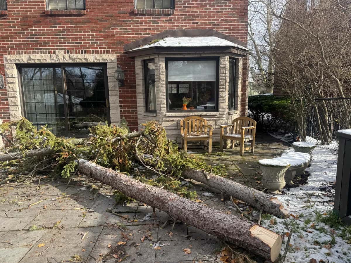 Stump Grinding Before After project in Buffalo NY