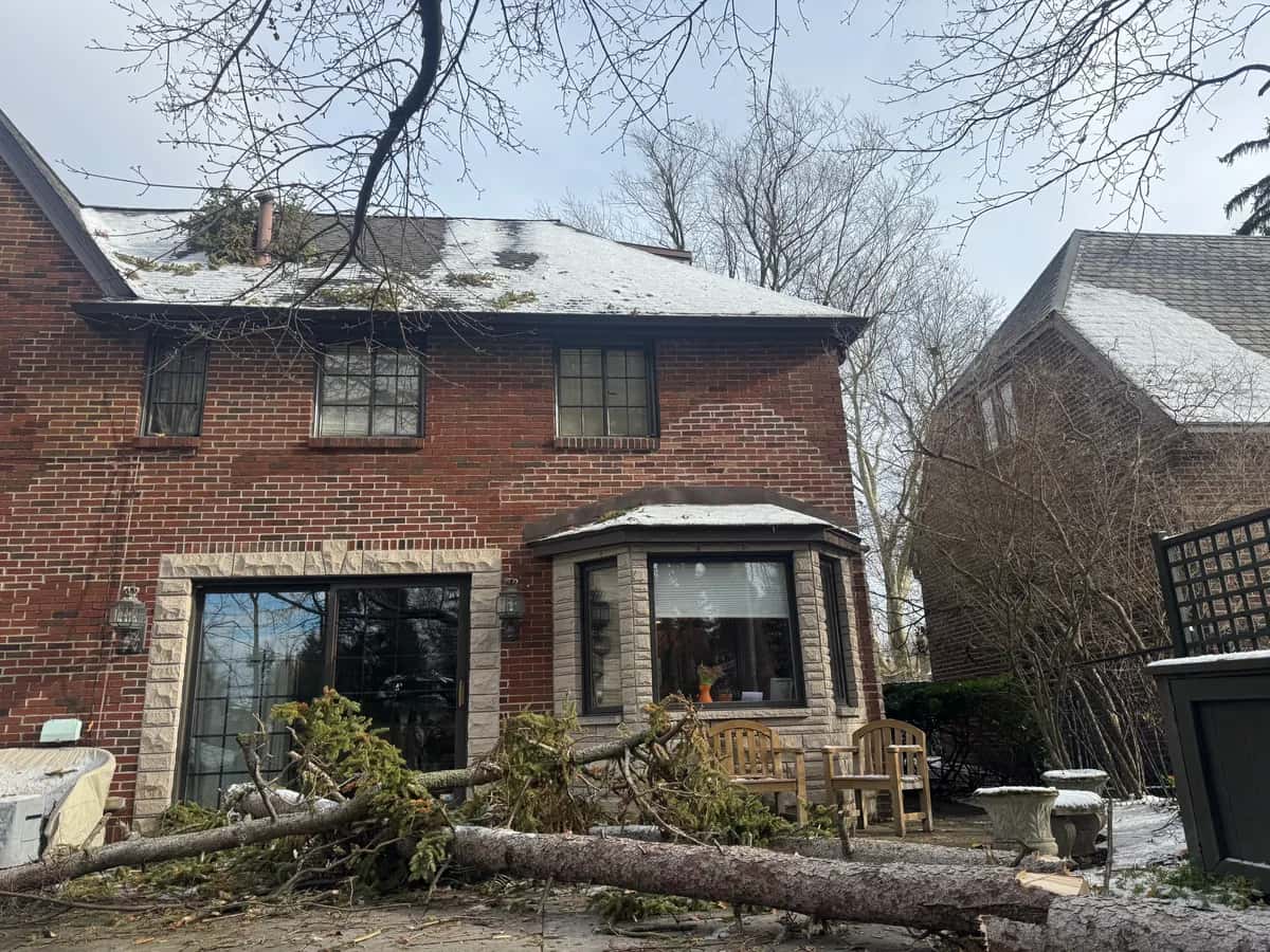 Stump Grinding Cleanup project in Buffalo NY