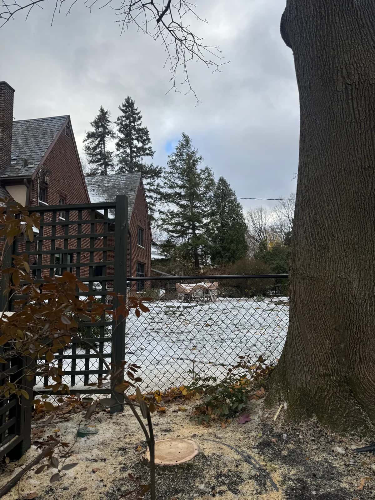 Tree Removal Ash Tree project in Buffalo NY