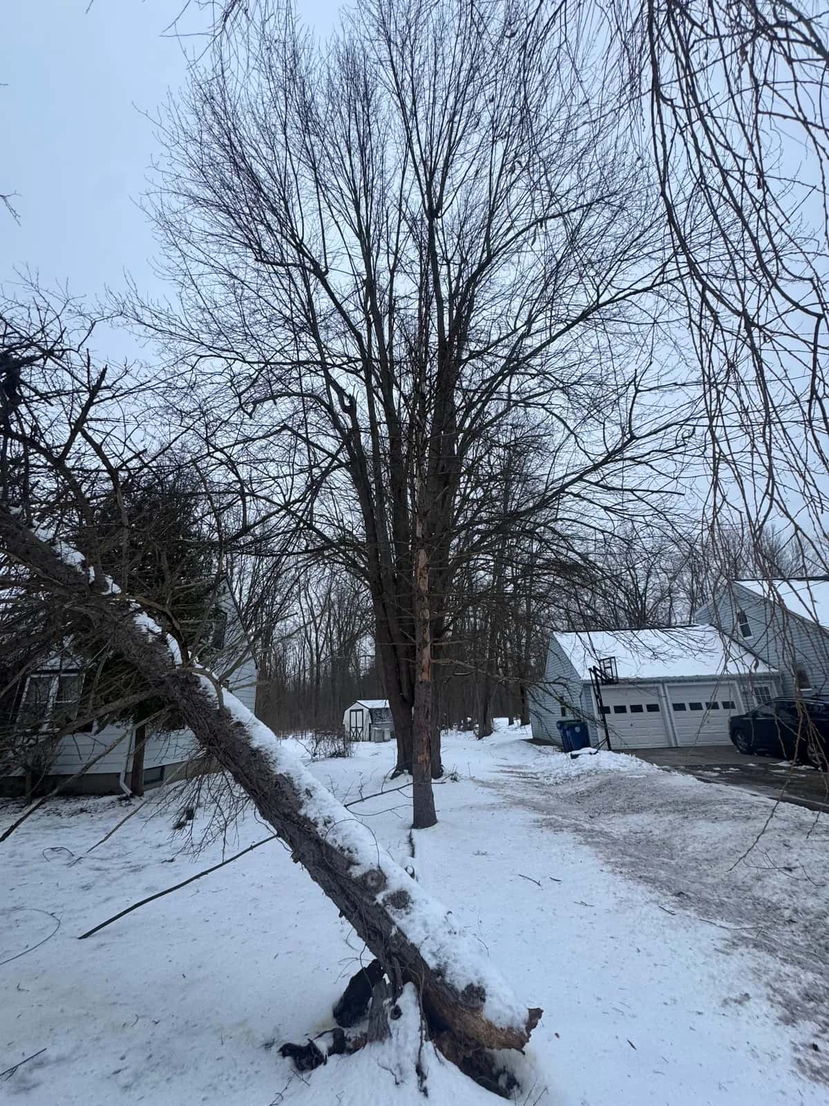 Tree Removal Corner Lot project in Buffalo NY