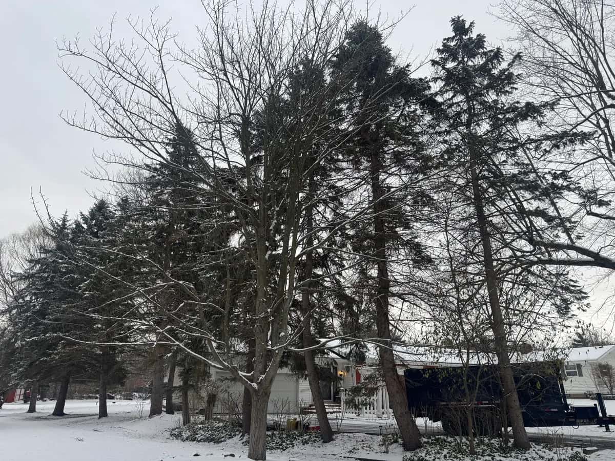 Tree Removal Equipment project in Buffalo NY