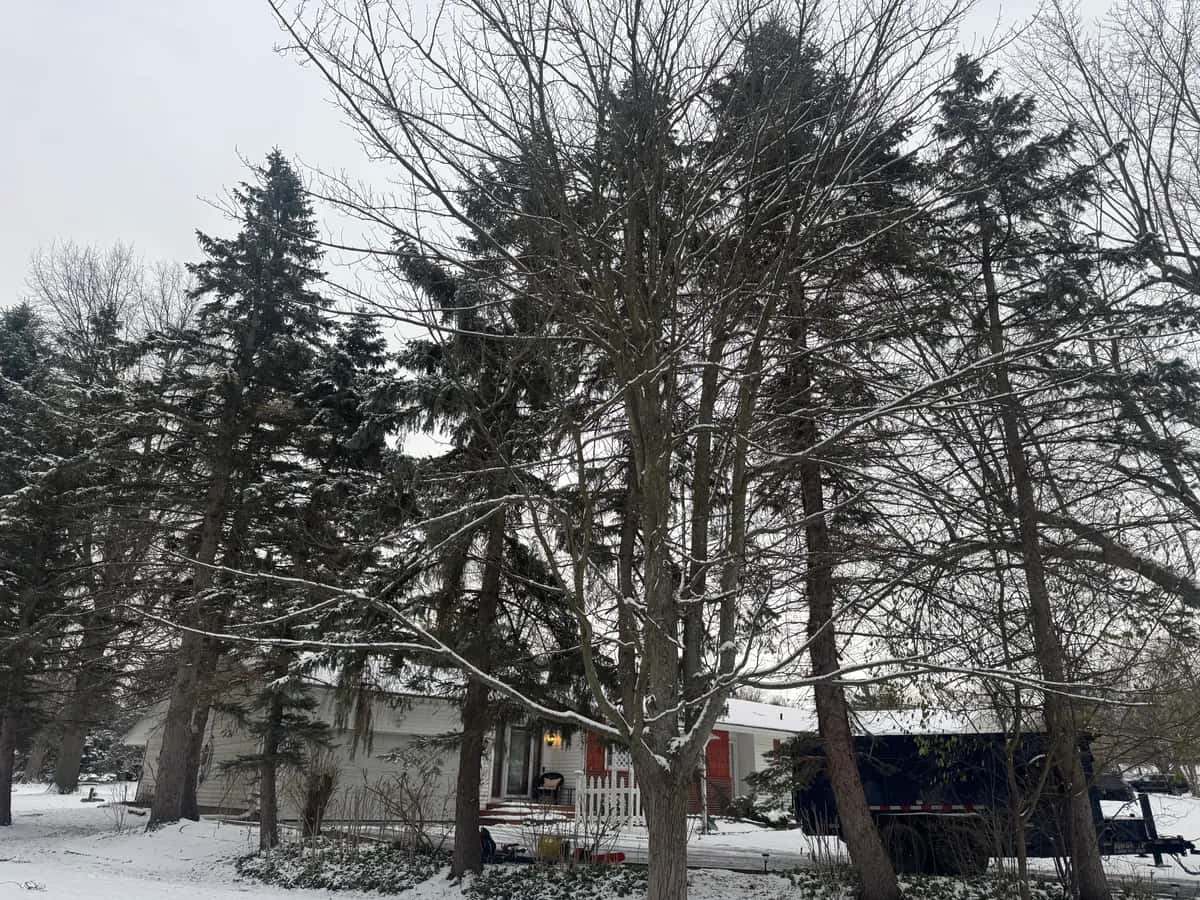 Tree Removal Large Oak project in Buffalo NY