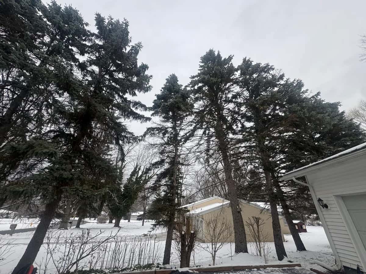 Tree Removal Residential project in Buffalo NY