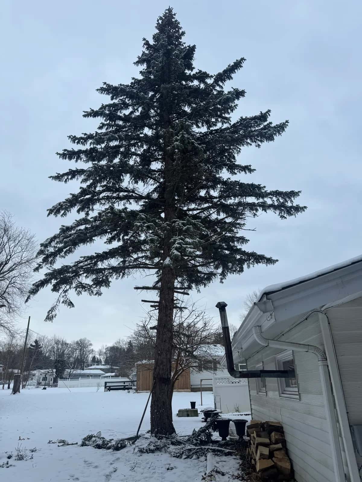 Tree Removal Rigging project in Buffalo NY
