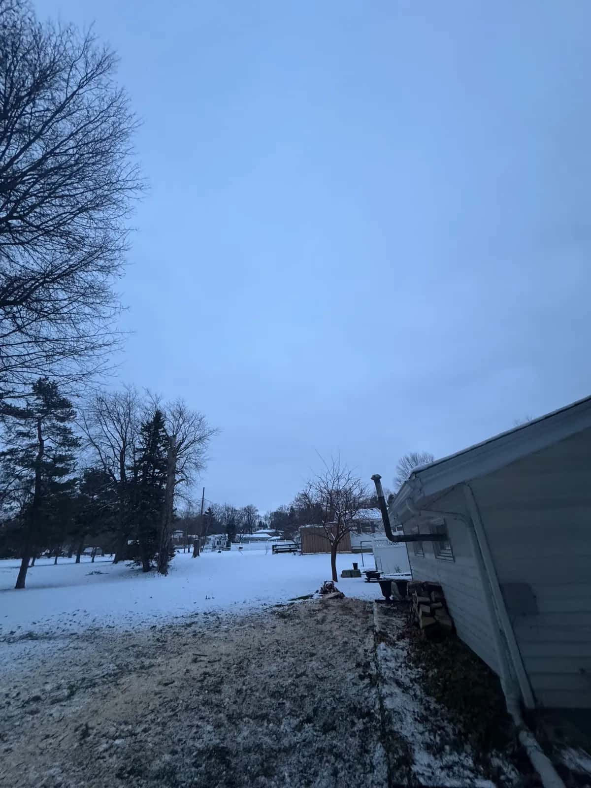 Professional tree trimming in Buffalo NY by Buffalo Tree Soldiers crew