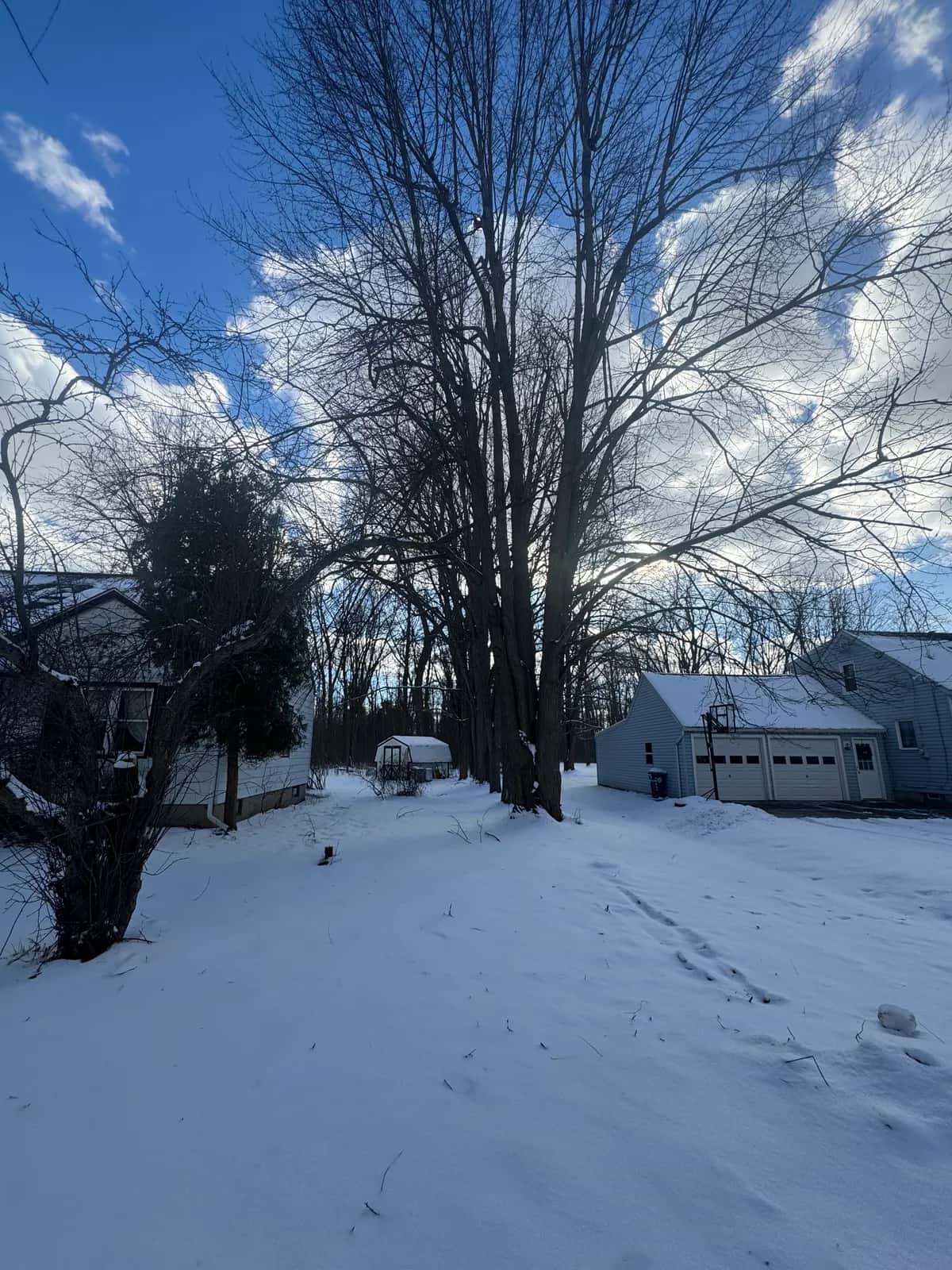 Tree Service Project project in Buffalo NY