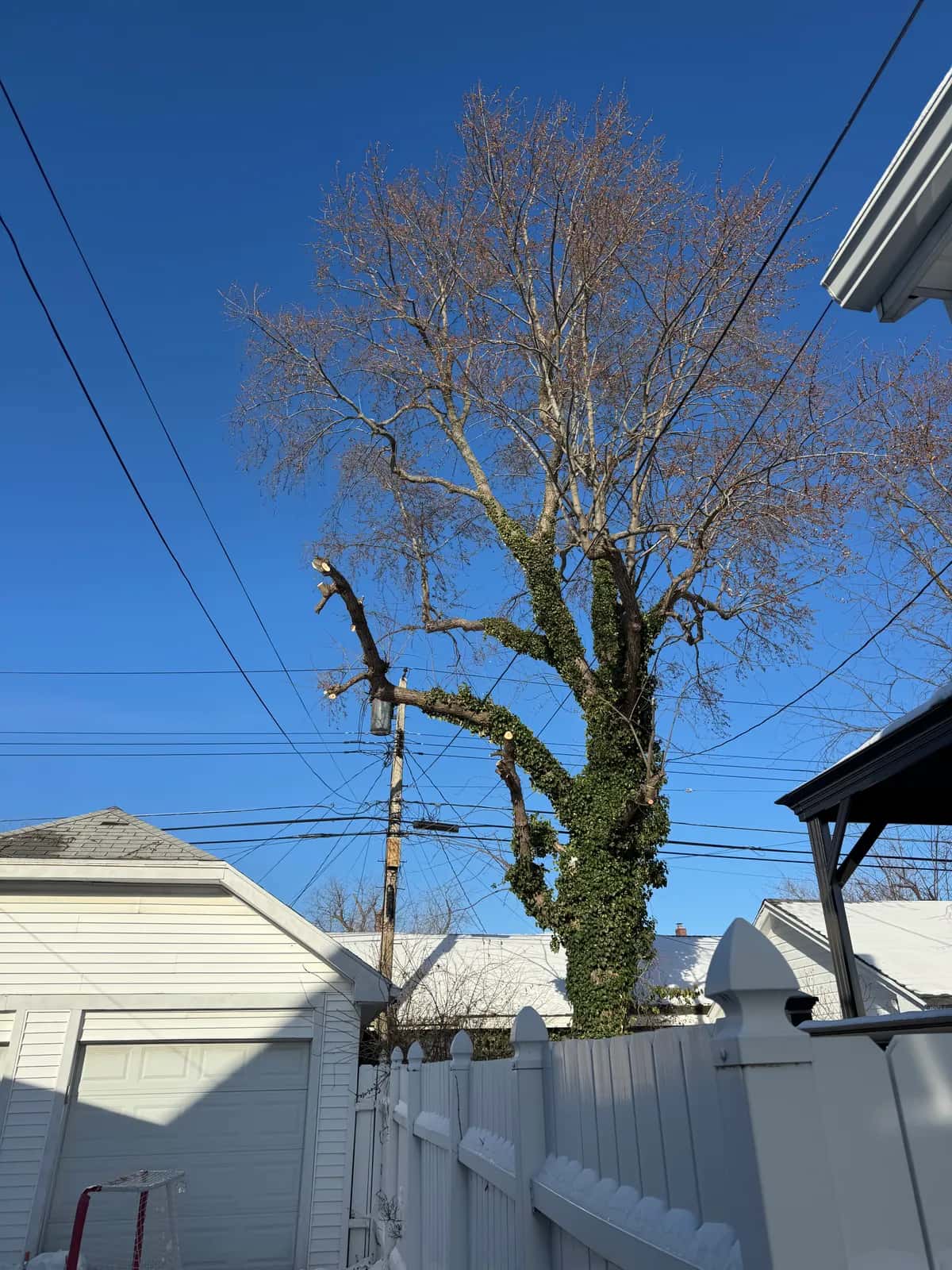 Tree trimming Buffalo NY residential property