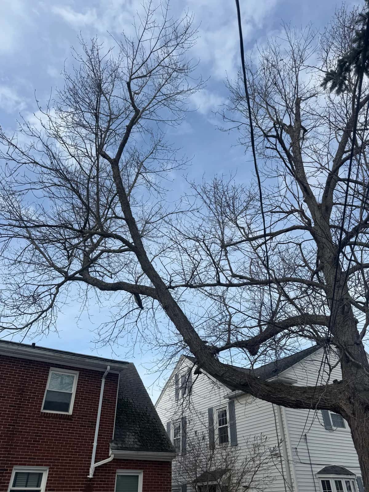 Tree Trimming Clearance project in Buffalo NY