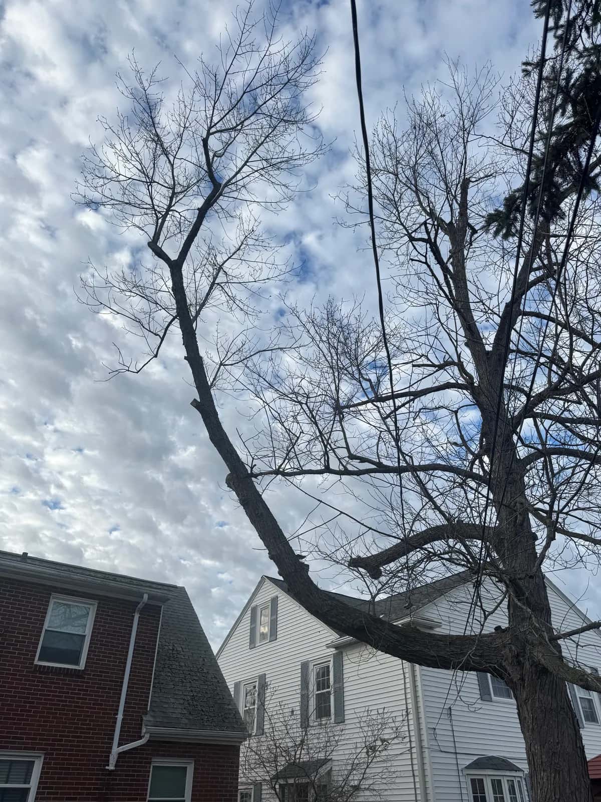 Tree Trimming Deadwood project in Buffalo NY