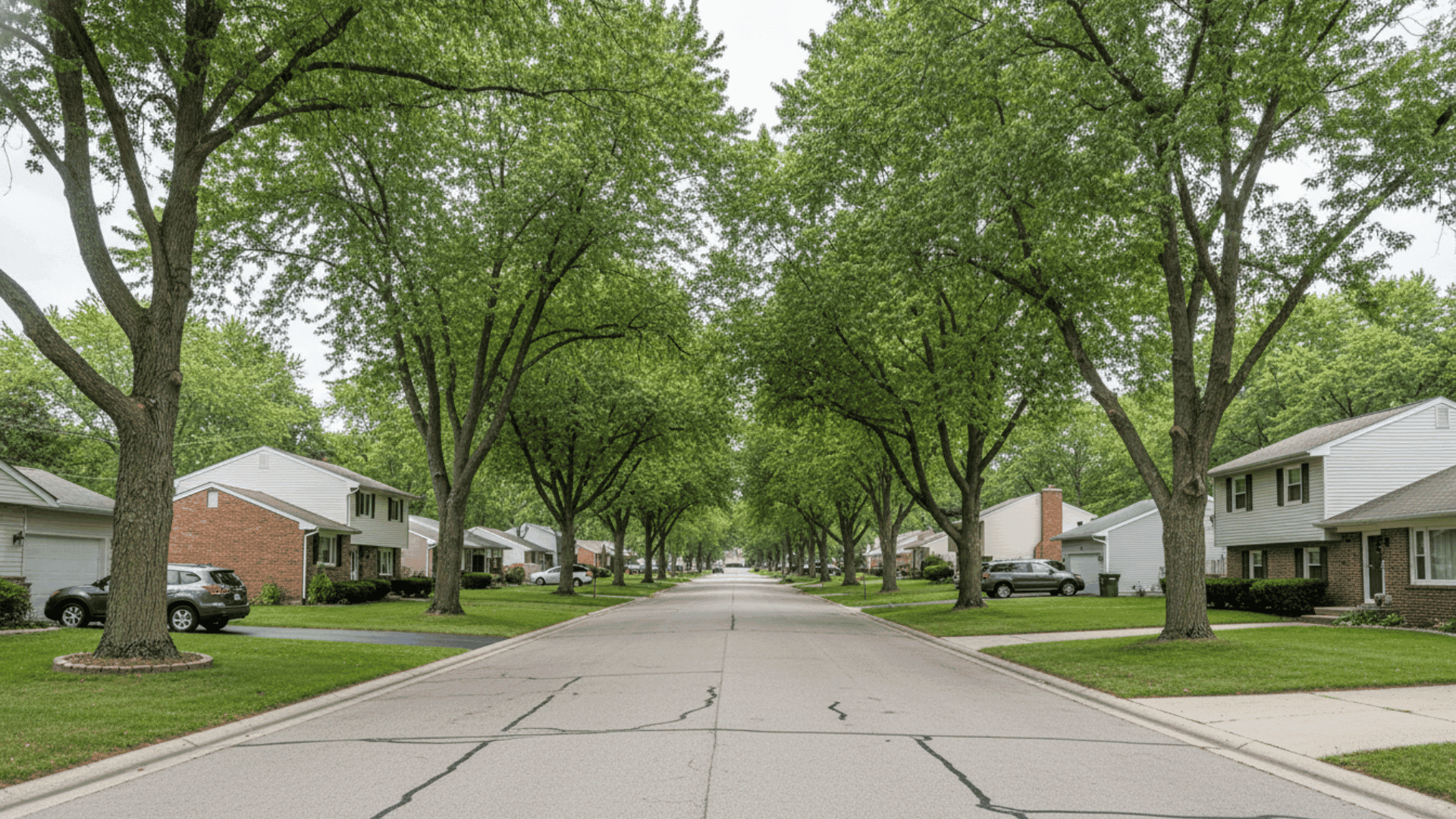 Tree service in Lancaster NY