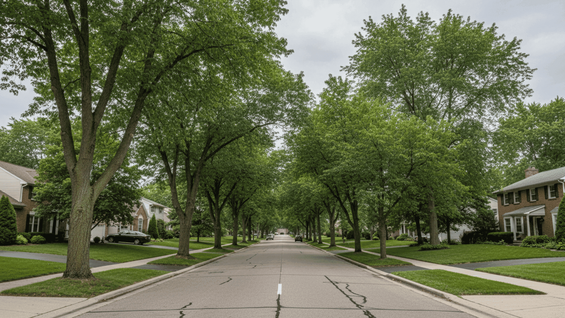 Tree service in Williamsville NY