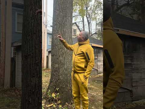 Video testimonial: Tree Care Customer Feedback