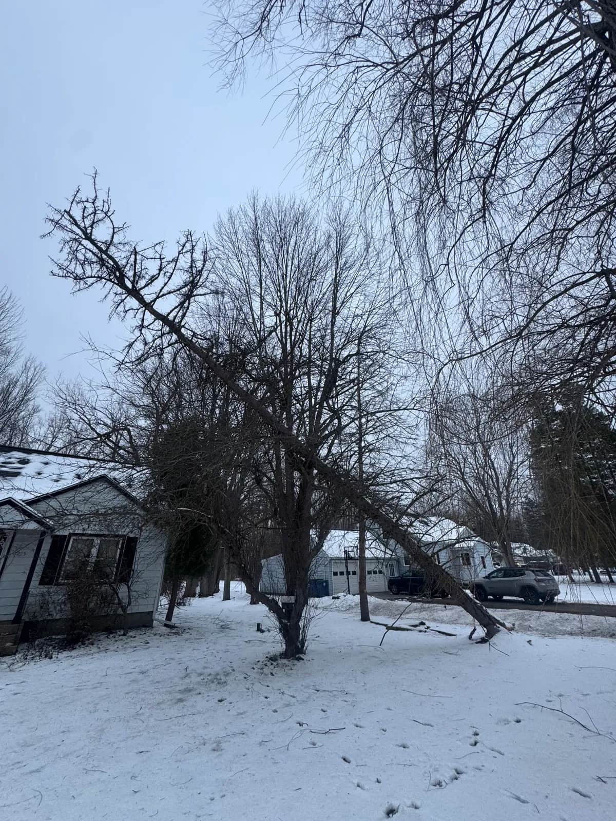 Tree Removal Backyard project in Buffalo NY