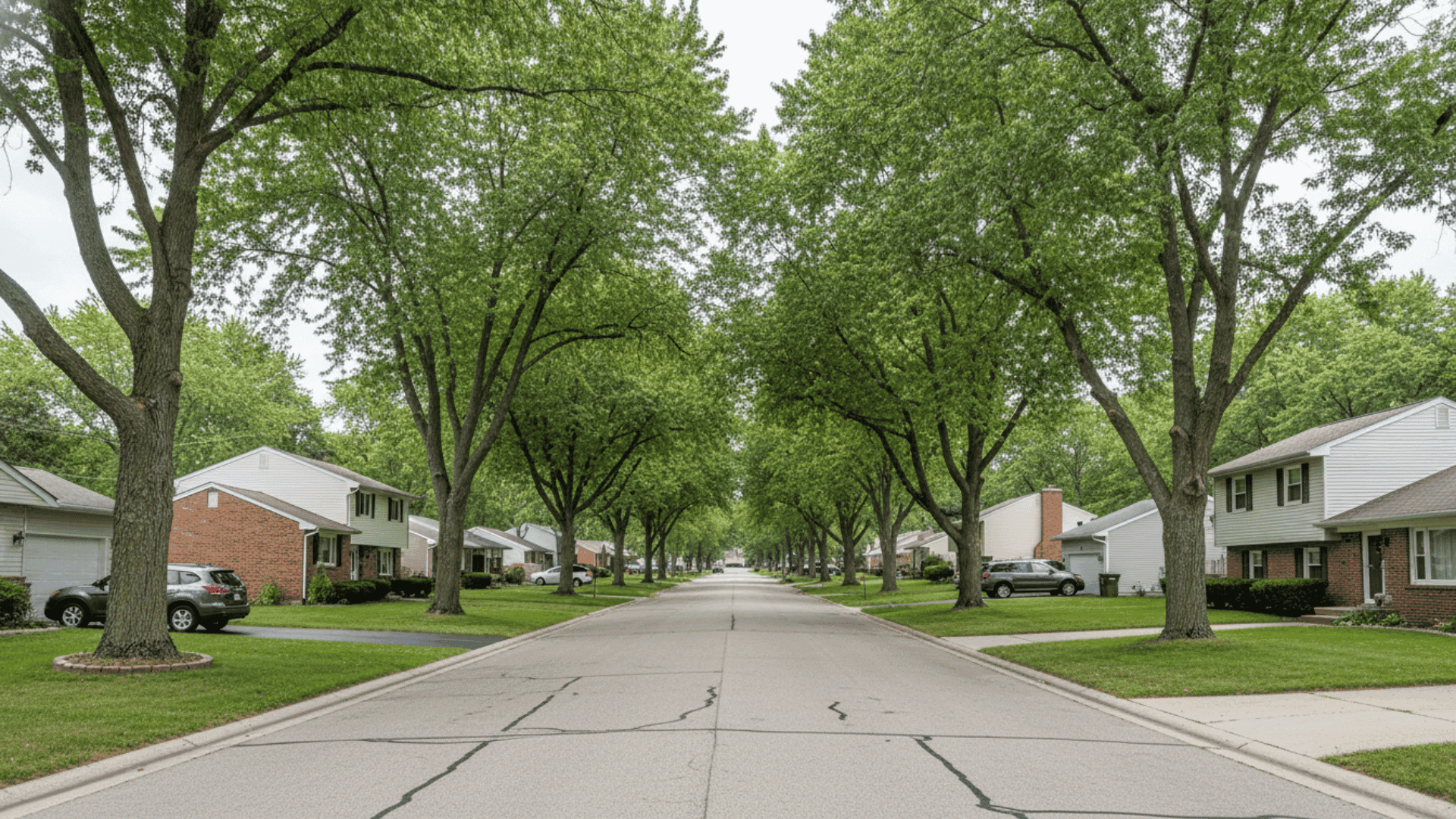 Tree service in Lancaster NY