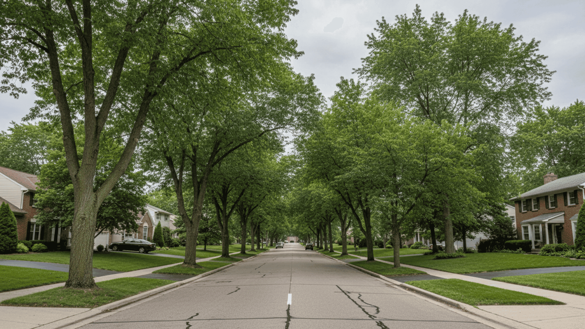 Tree service in Williamsville NY