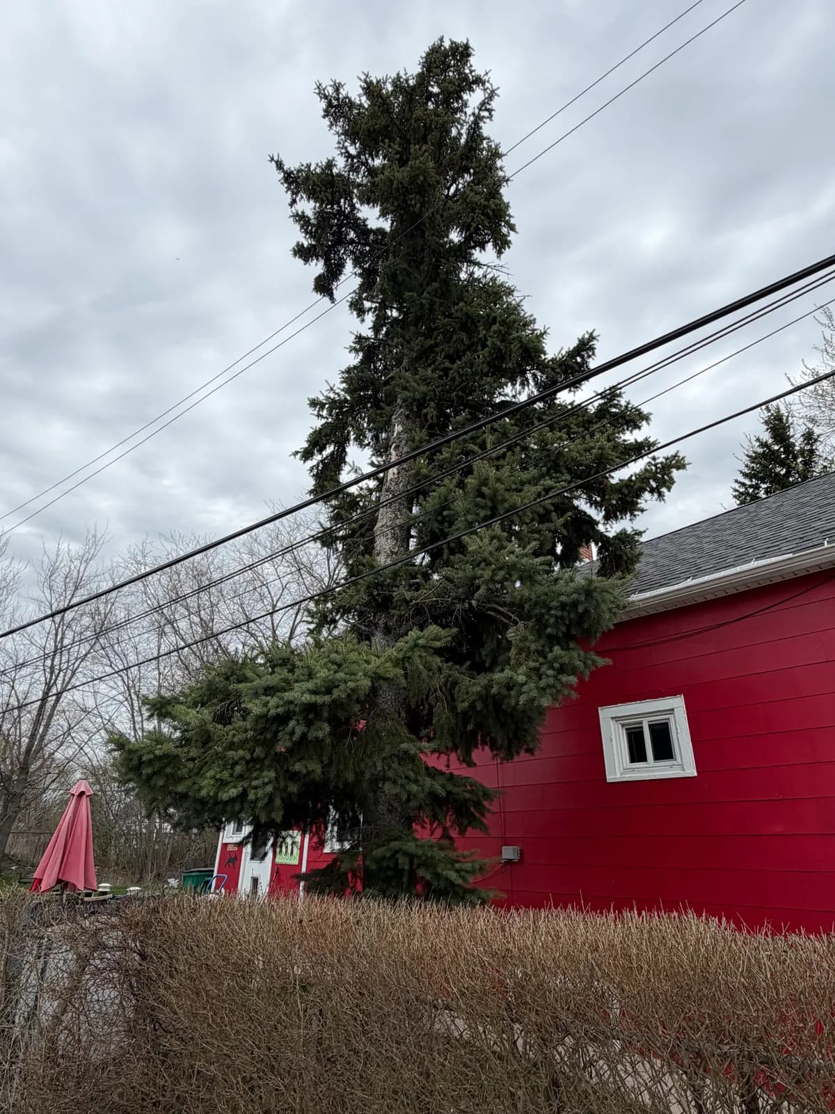 tree removal season buffalo Buffalo NY