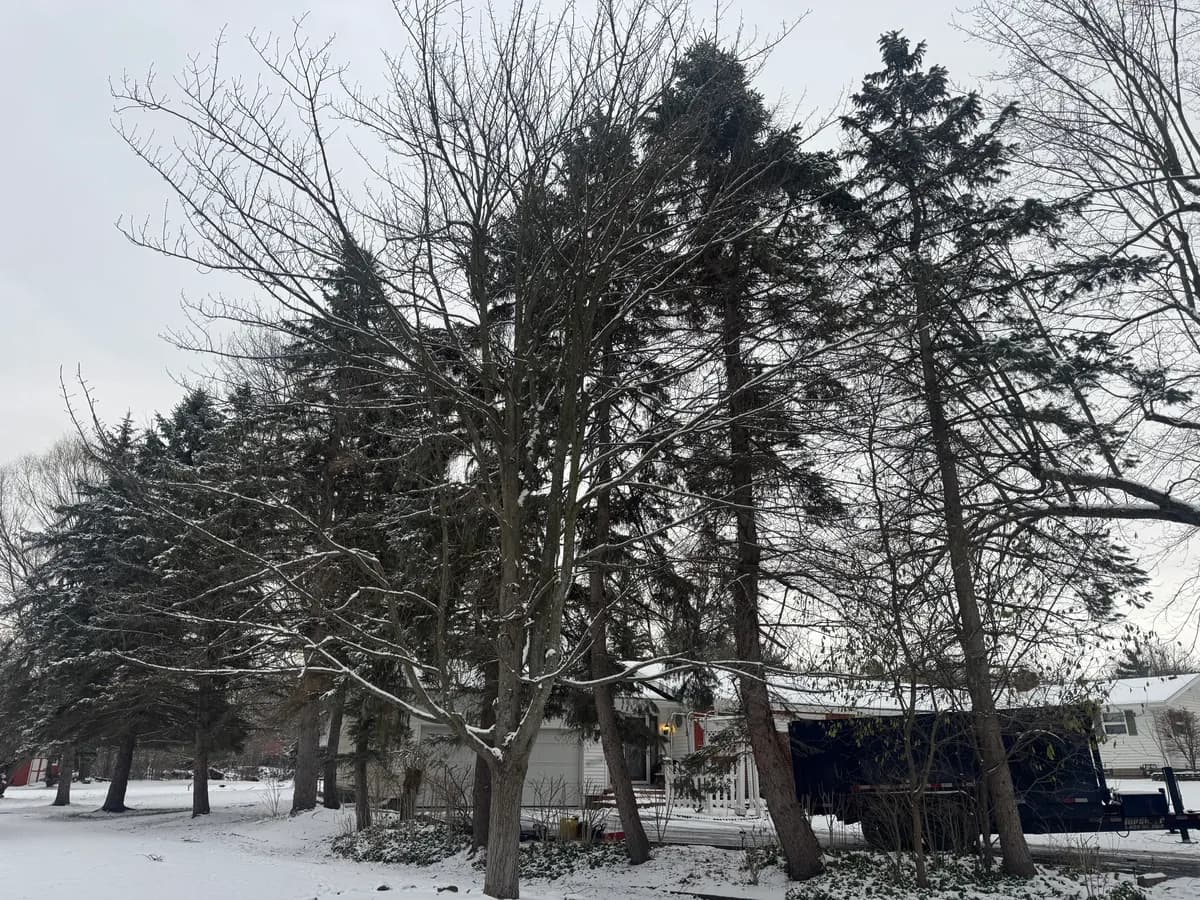 tree branch roof damage buffalo Buffalo NY