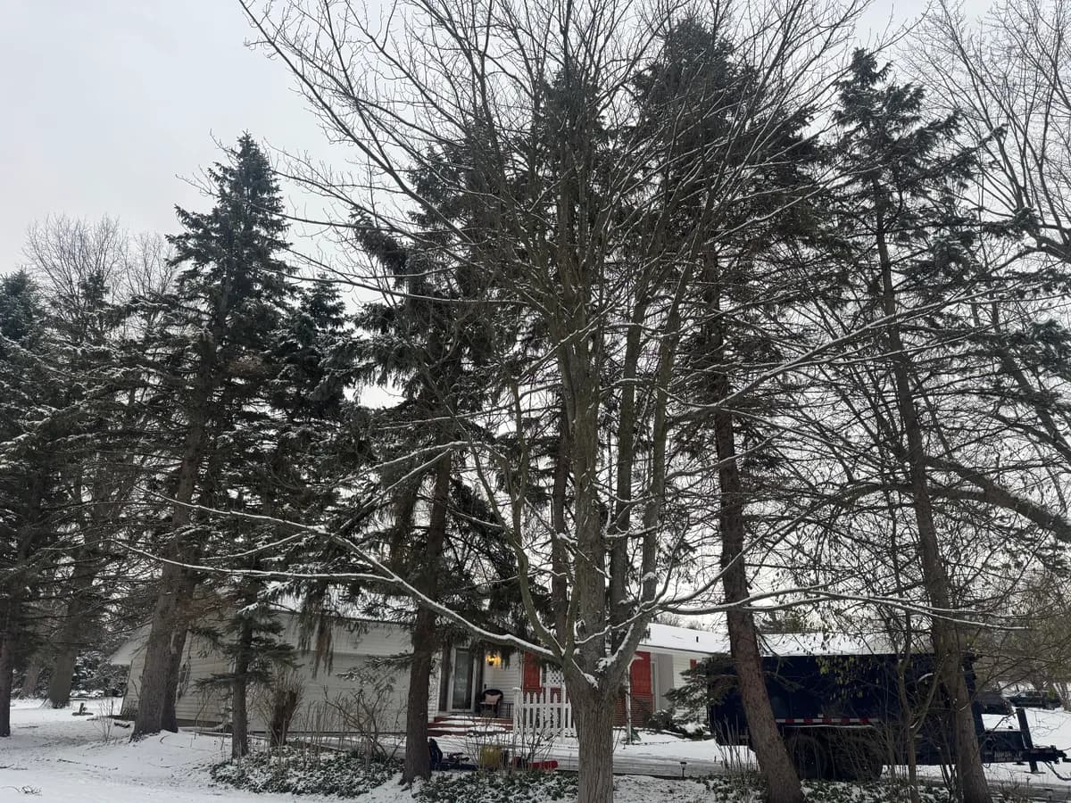 overhanging tree branch risk Buffalo NY