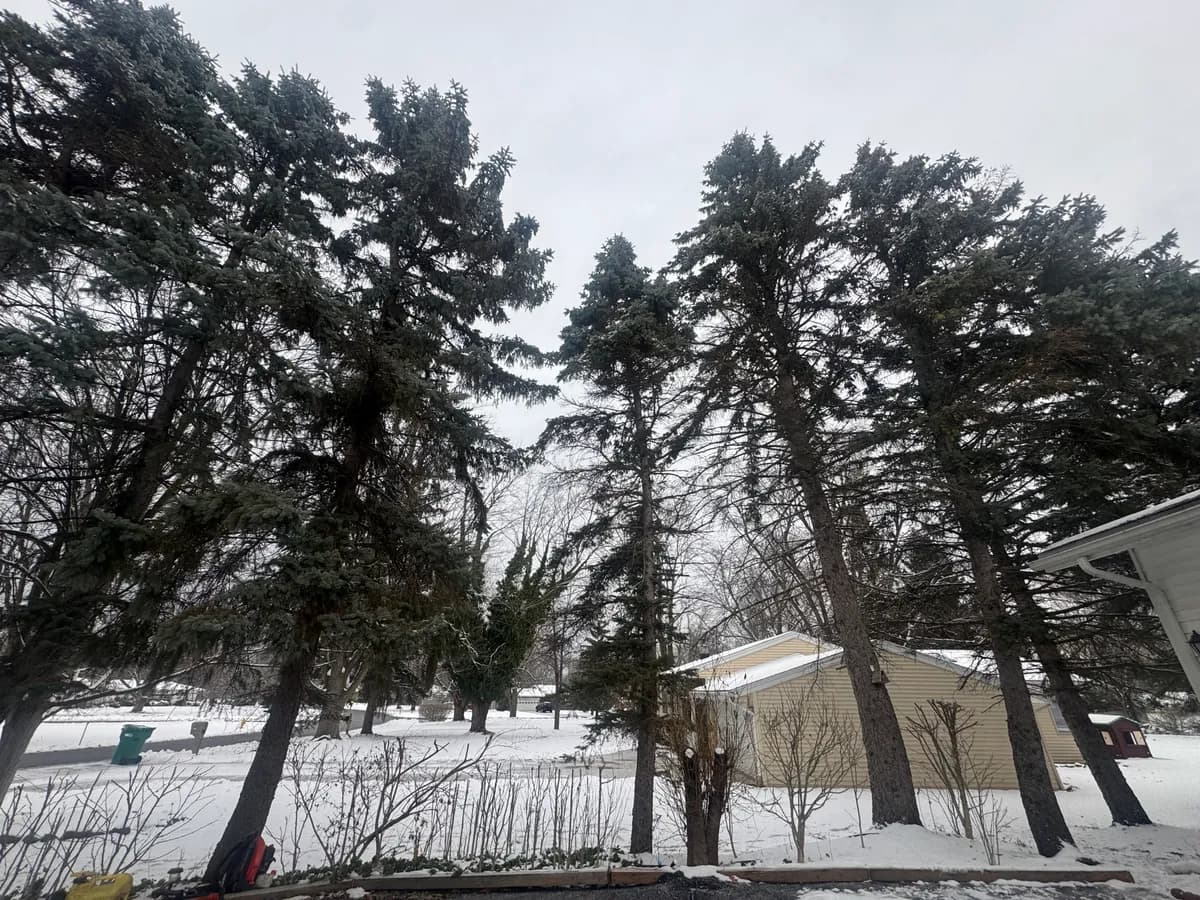 tree limbs near roof buffalo Buffalo NY