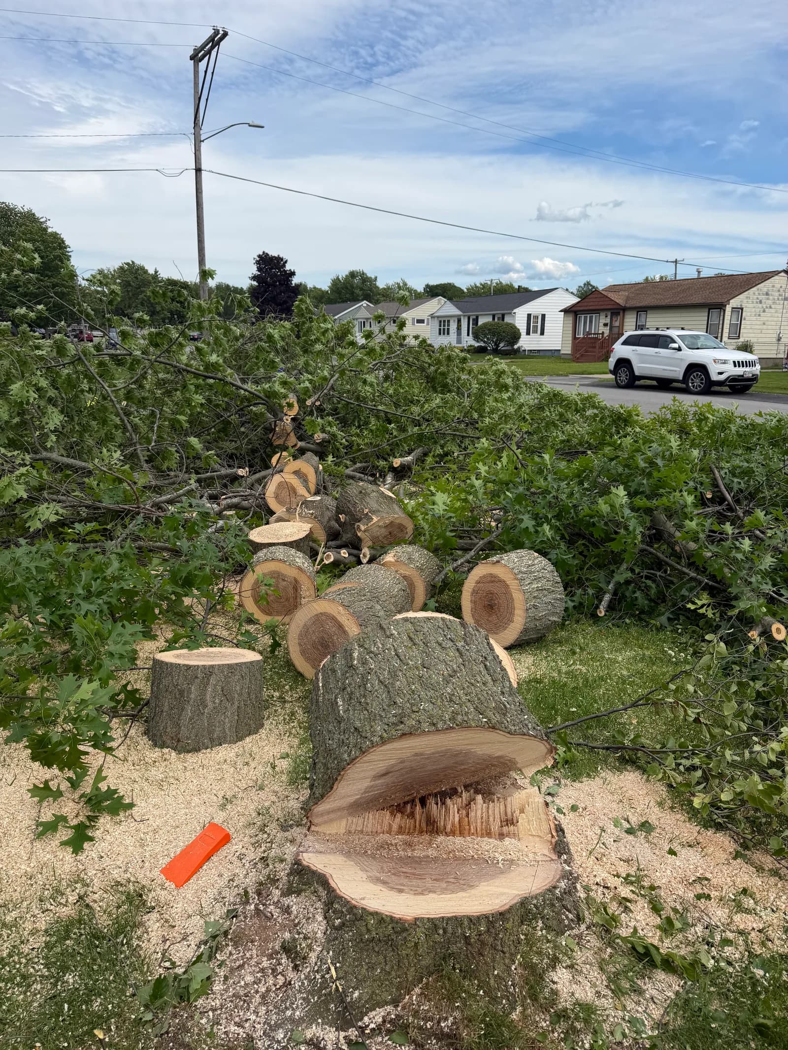 Tree trimming season in Buffalo NY — late winter pruning