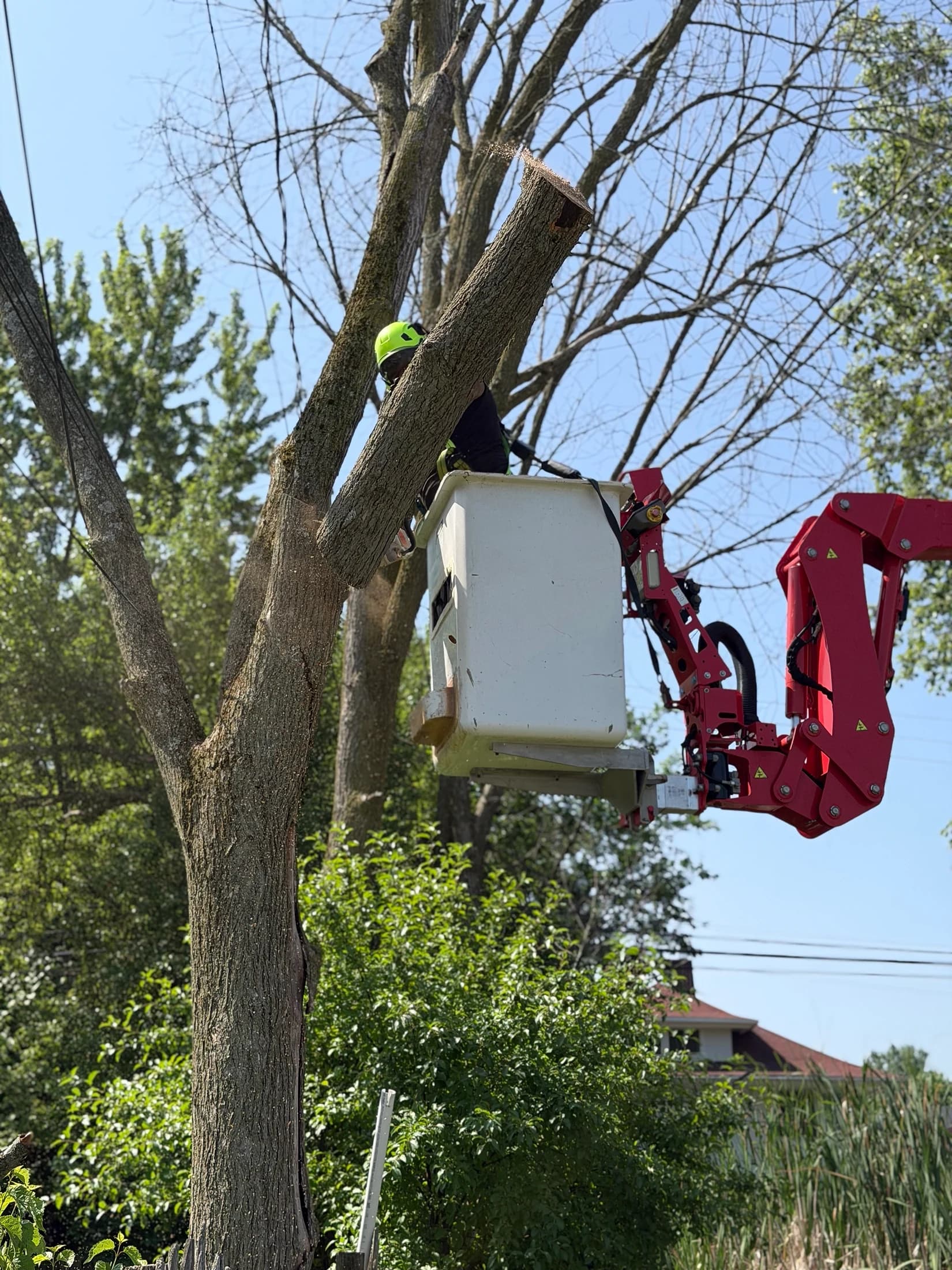 Professional tree trimming crew in Western New York