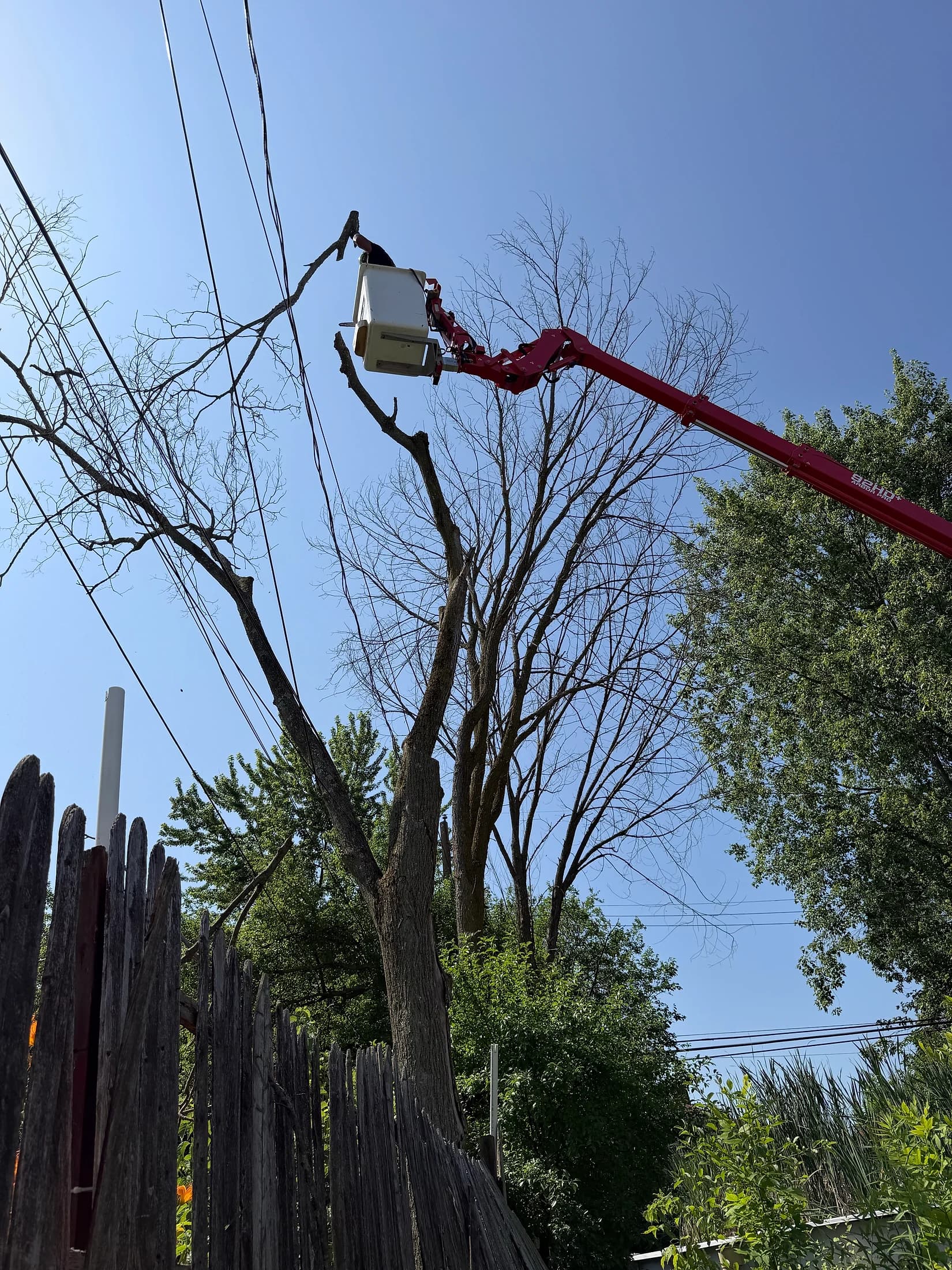 Tree trimming in Buffalo NY — bucket truck working the upper canopy