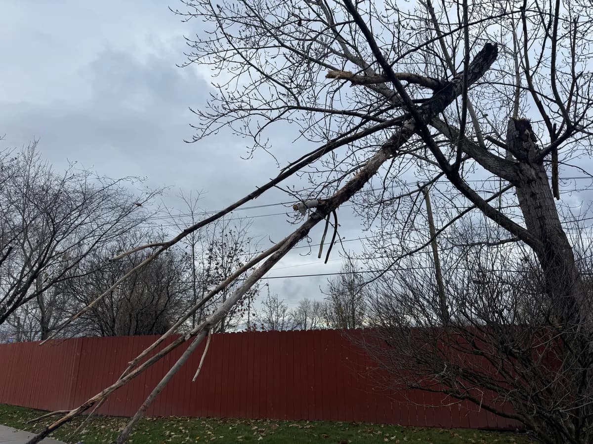 Storm damage tree cleanup in Buffalo NY
