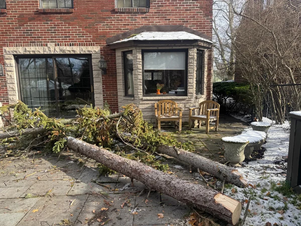 Stump grinding before and after in Buffalo NY
