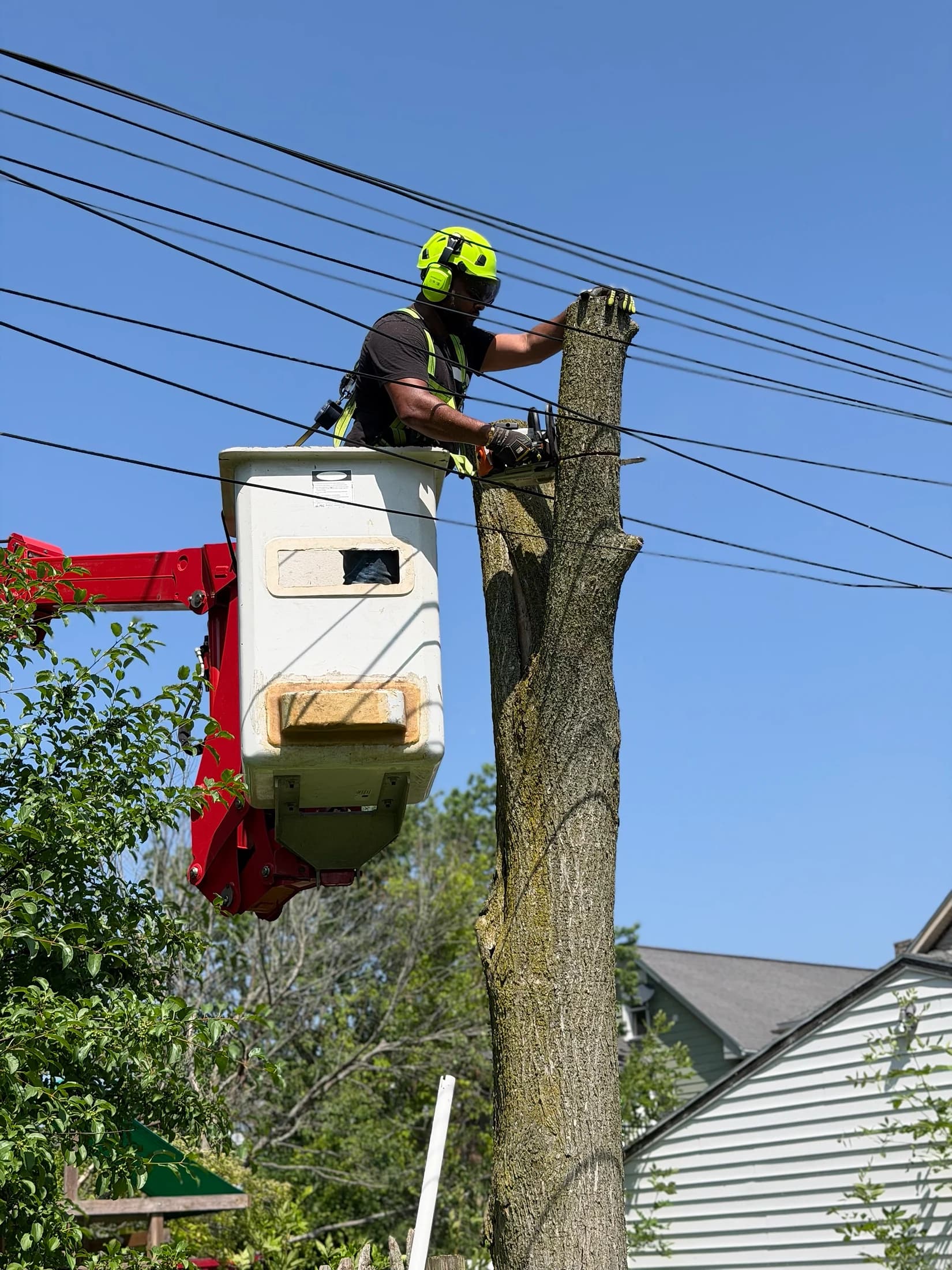 Professional tree removal crew in Western New York