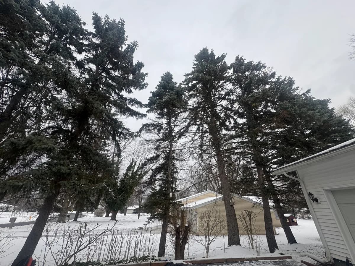 Tree Removal Residential project in Buffalo NY