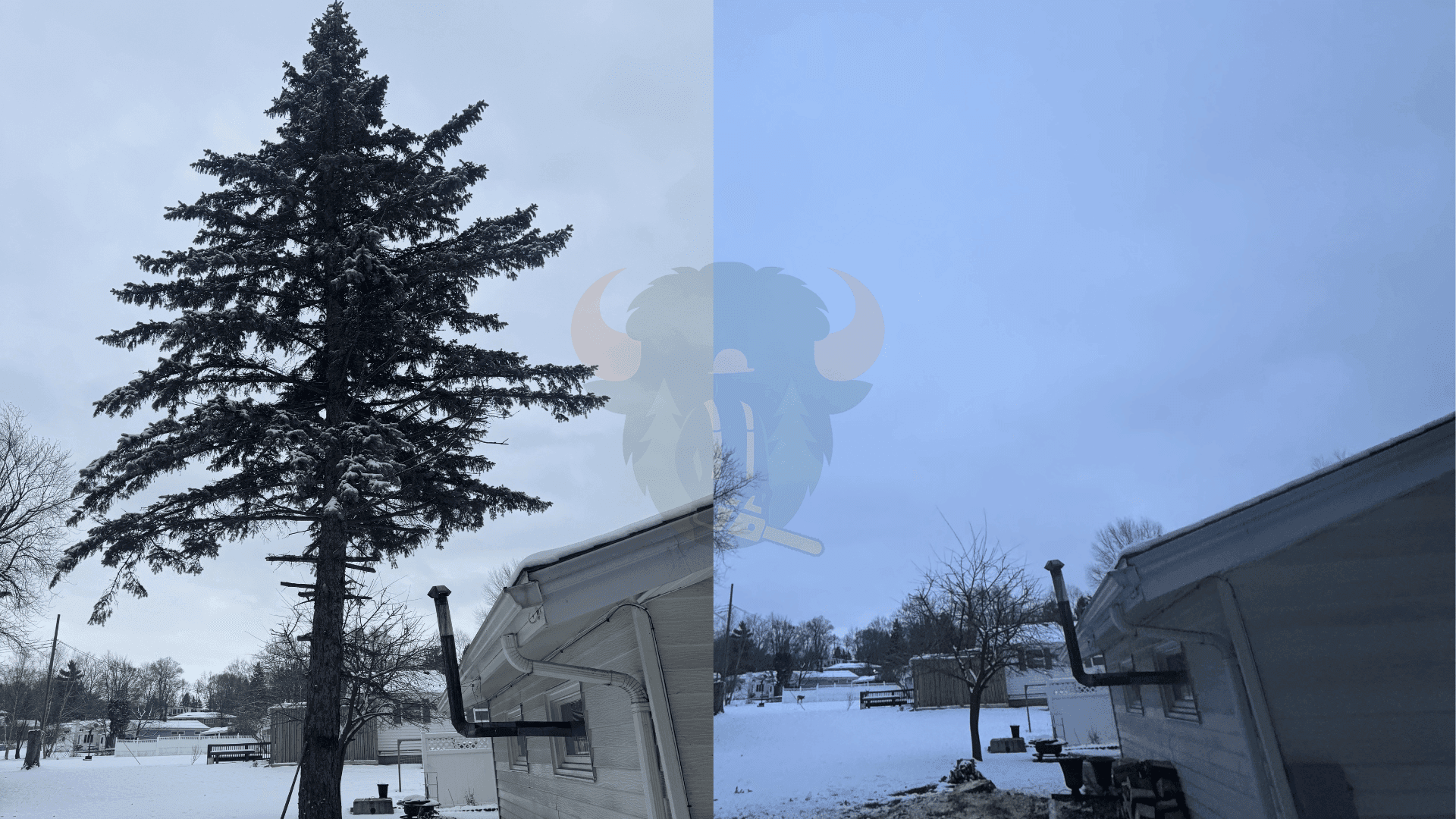 Tree removal in Buffalo NY