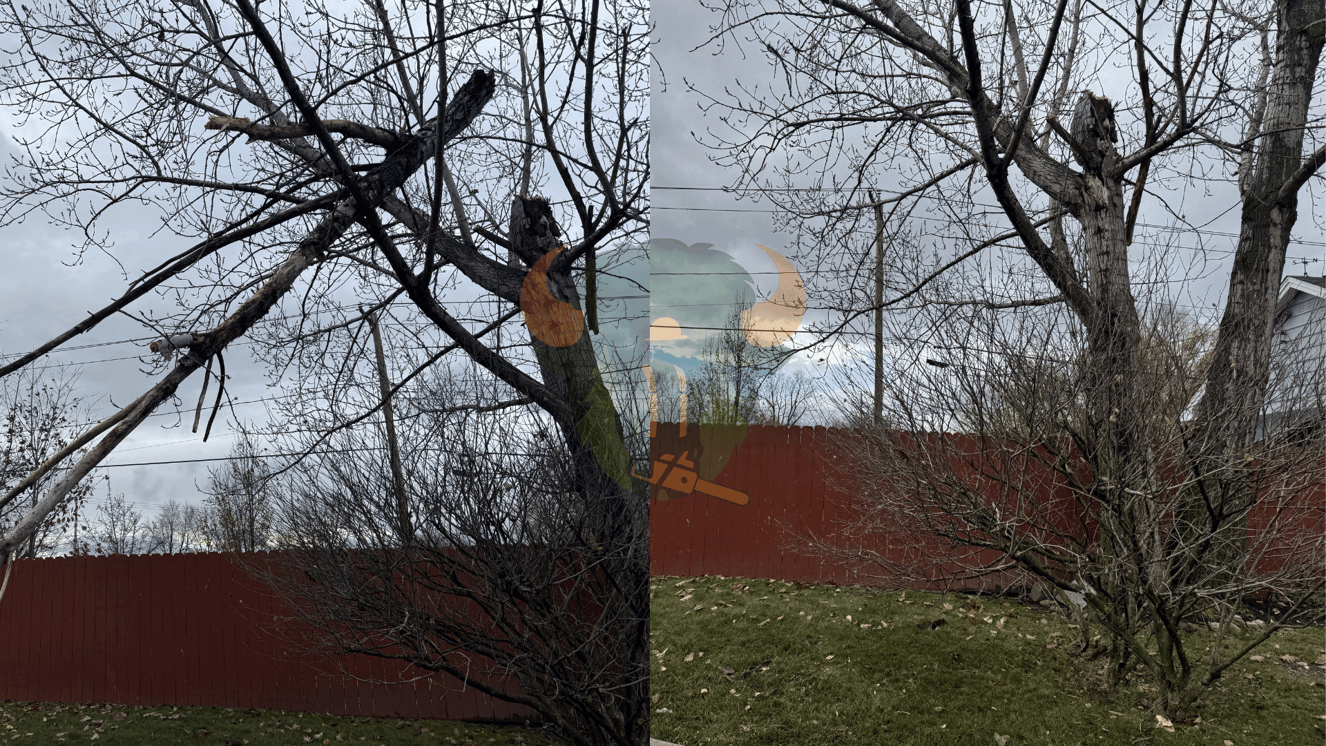 Tree planting and installation in Western New York