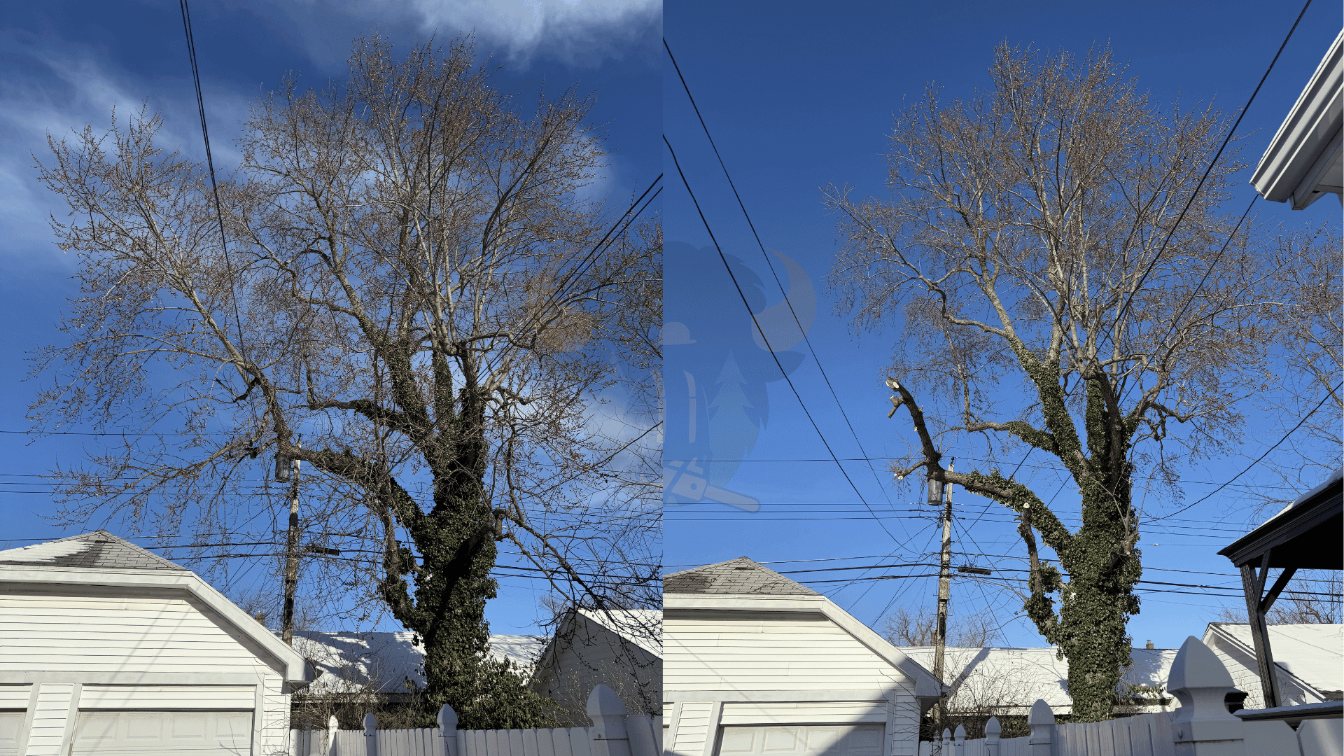 Tree trimming and pruning in Buffalo NY