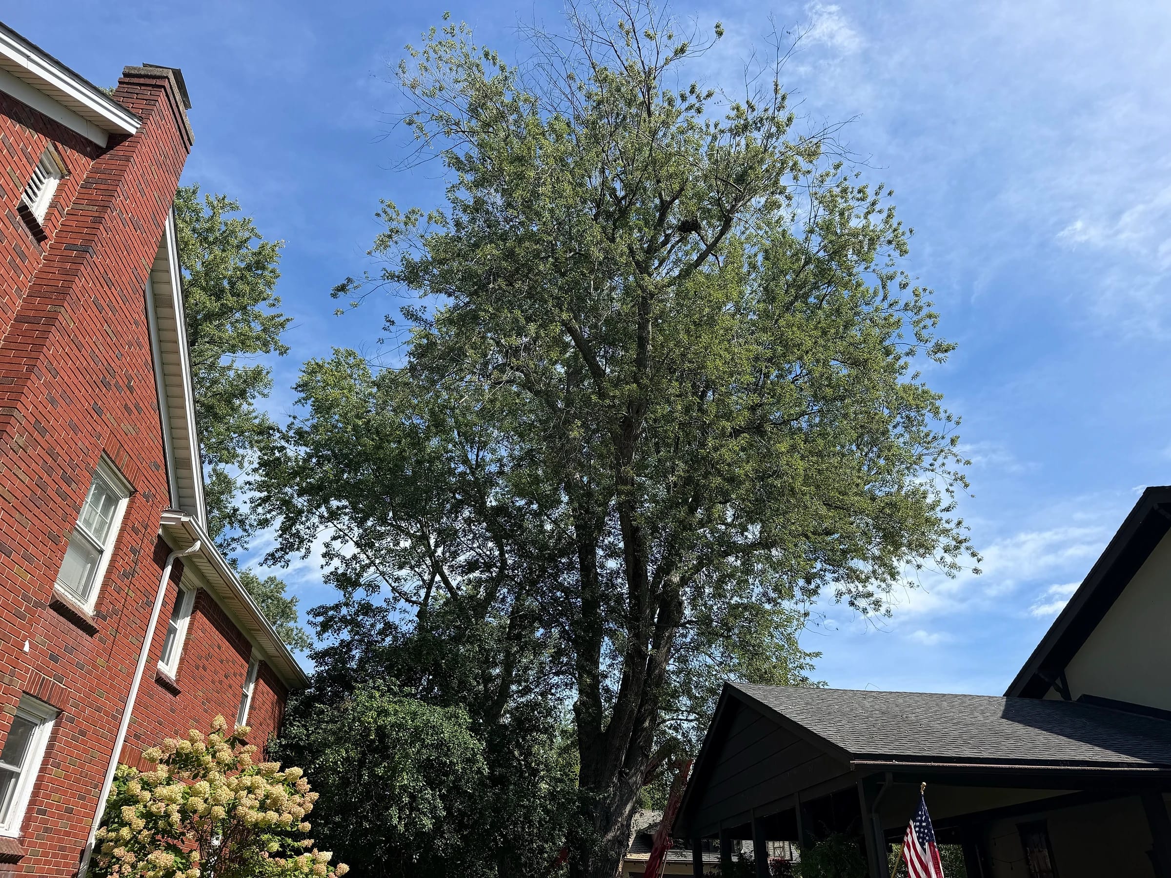 Large tree between houses Buffalo NY