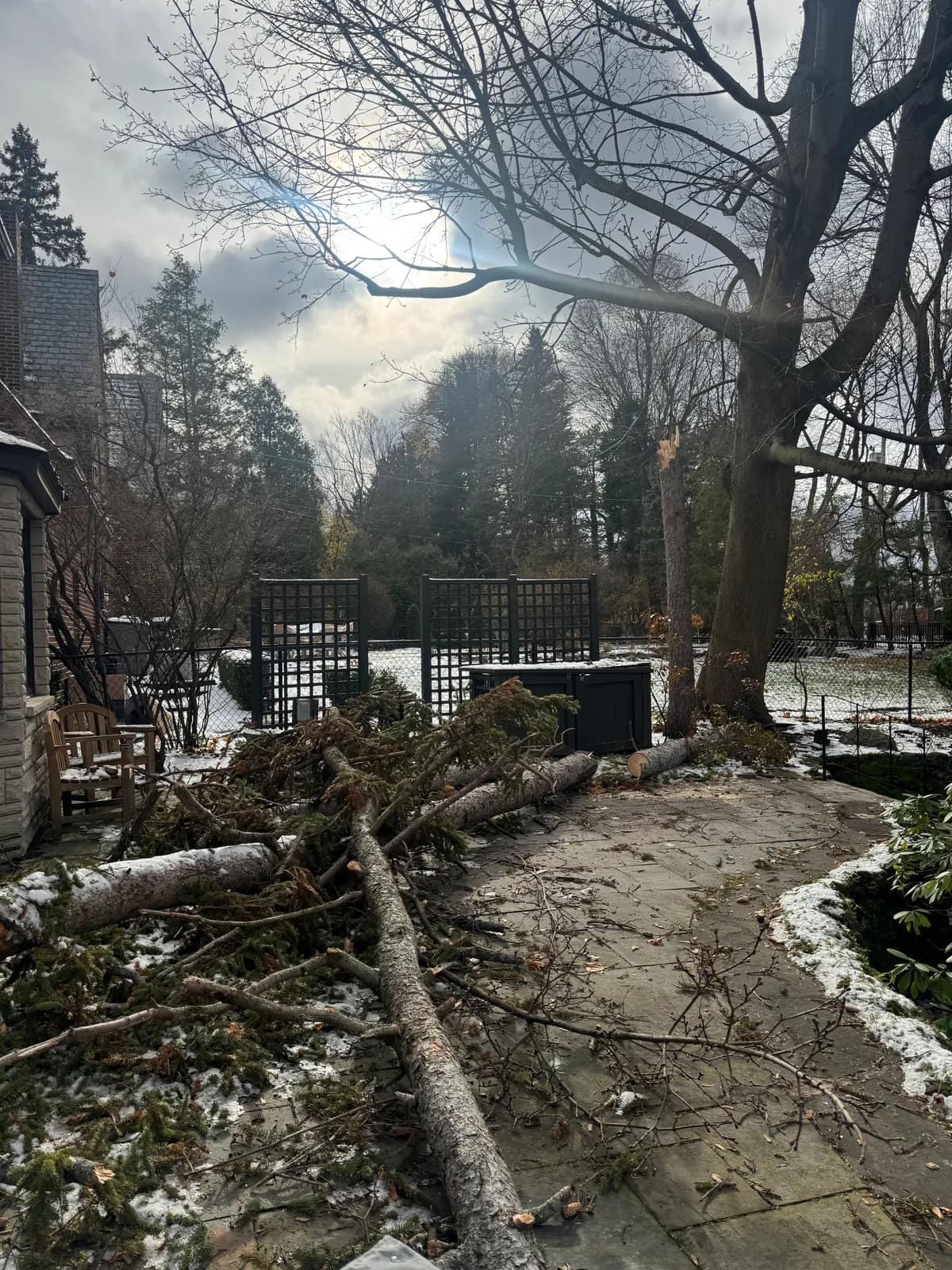 winter tree hazards buffalo Buffalo NY