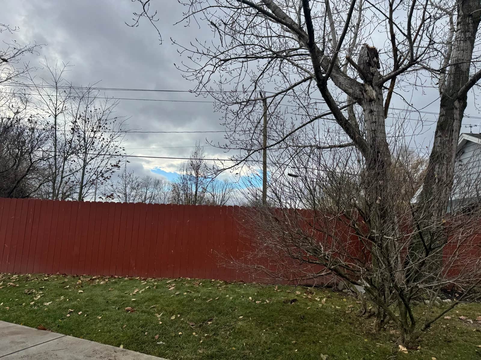 Can a Dead Tree Fall in Winter? Buffalo Safety Guide