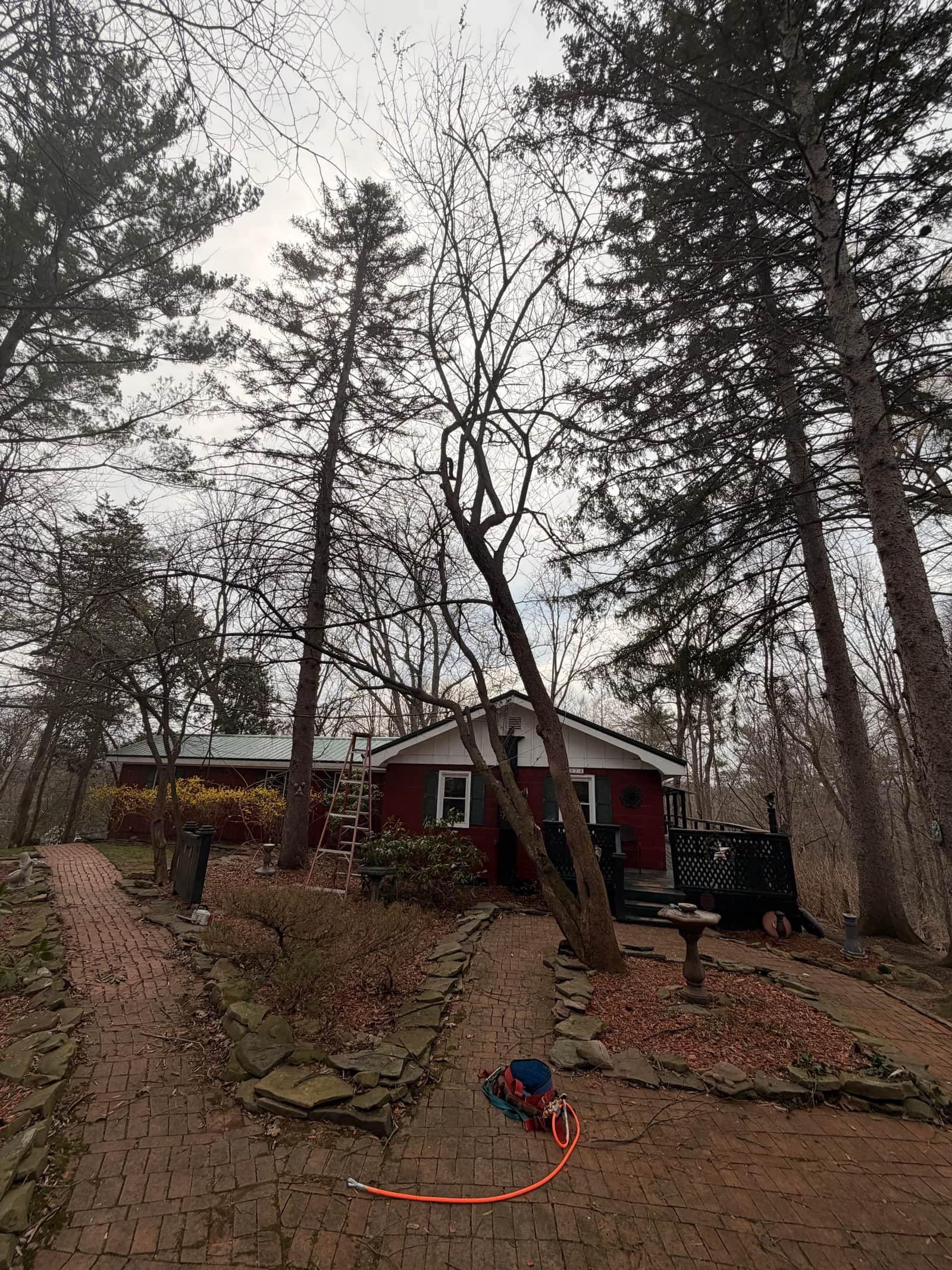 Emergency Tree Removal: When to Call Right Away