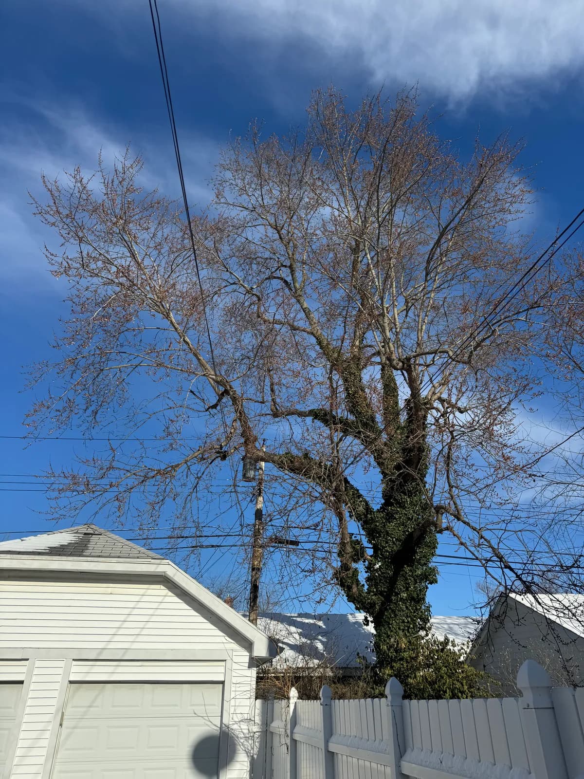 property safety tree removal Buffalo NY