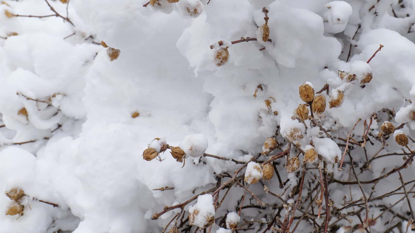 Should You Remove a Tree Before Selling Your House?