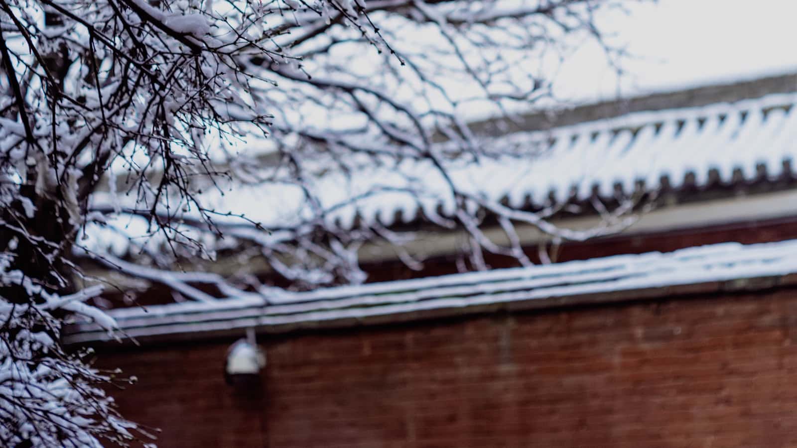Can Heavy Snow Break Tree Branches in Buffalo Winters?
