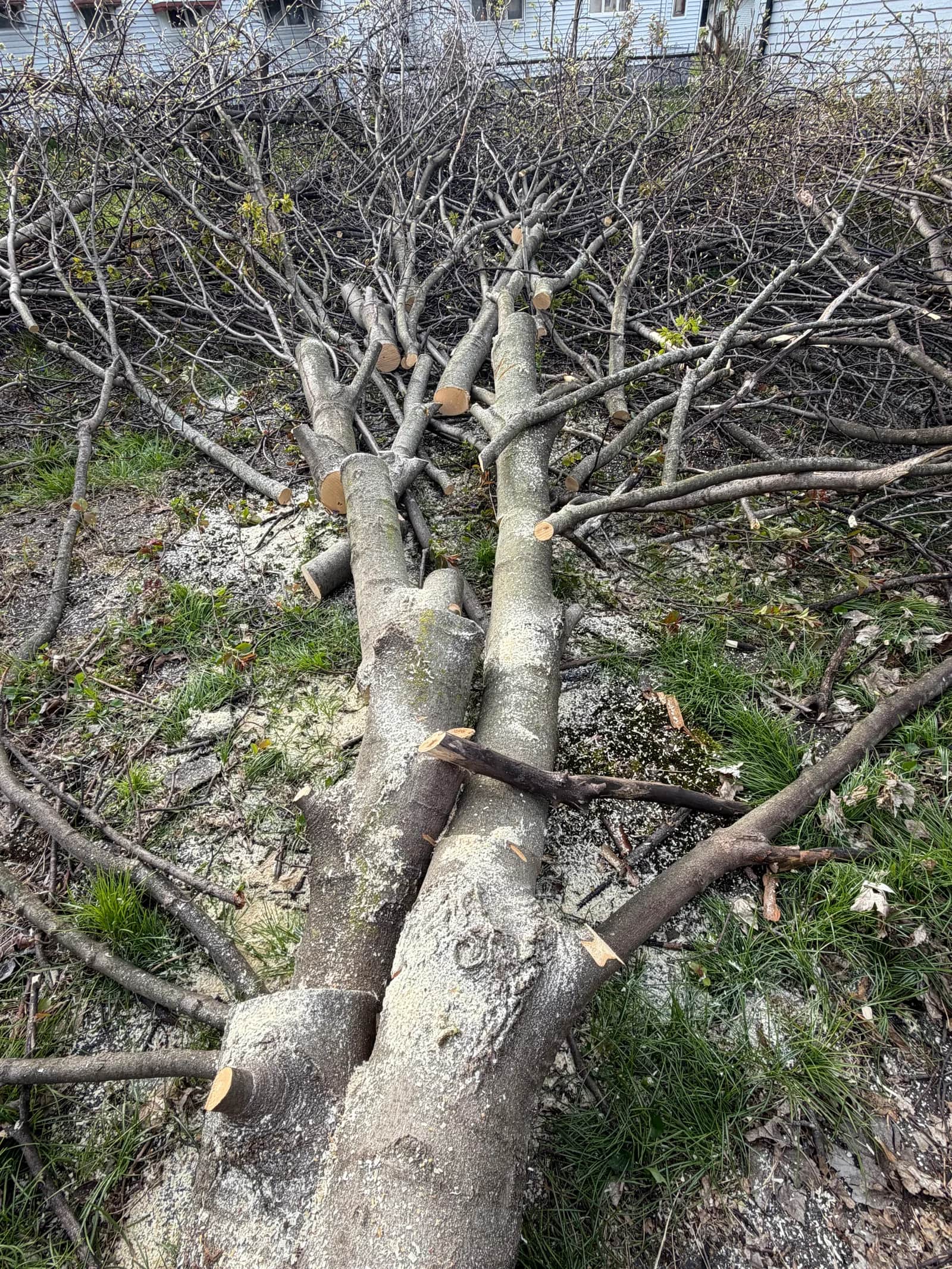How Much Does Tree Removal Cost in Buffalo NY?