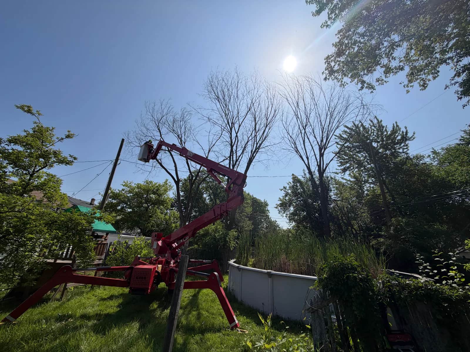 Do You Need a Permit for Tree Removal in Buffalo NY?