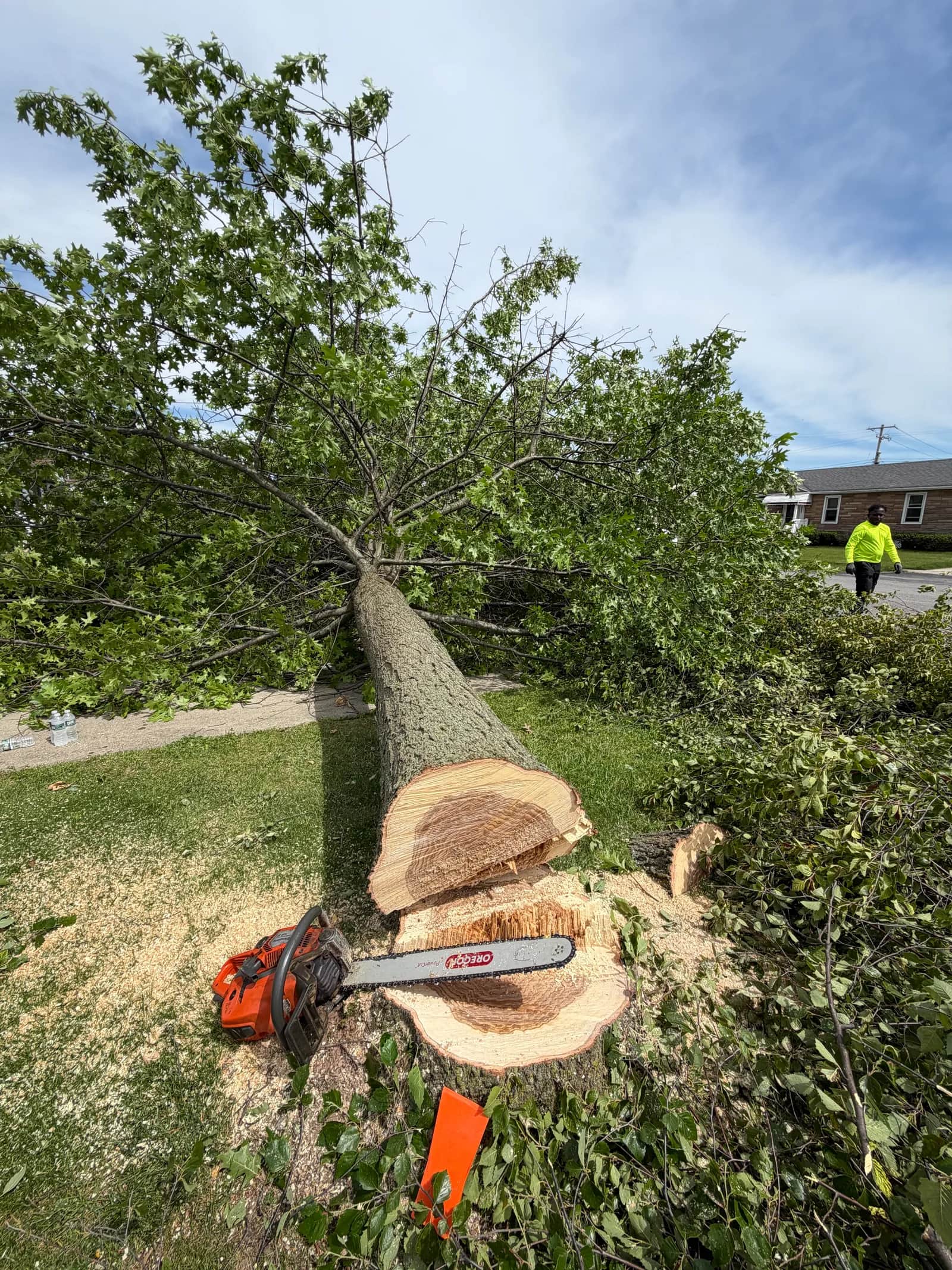 Tree Removal vs Tree Trimming: Which Do You Need?